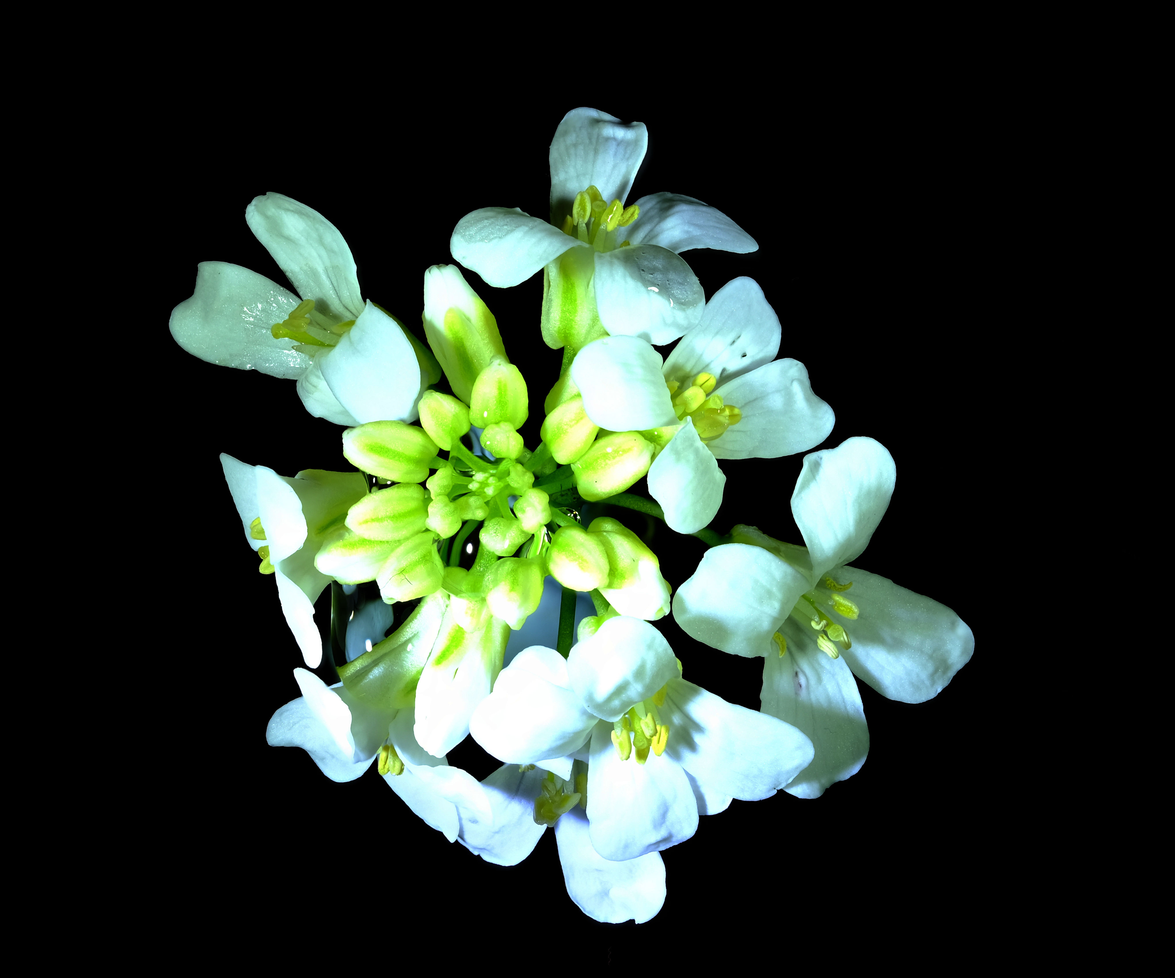 Automated Macro Focus Rail