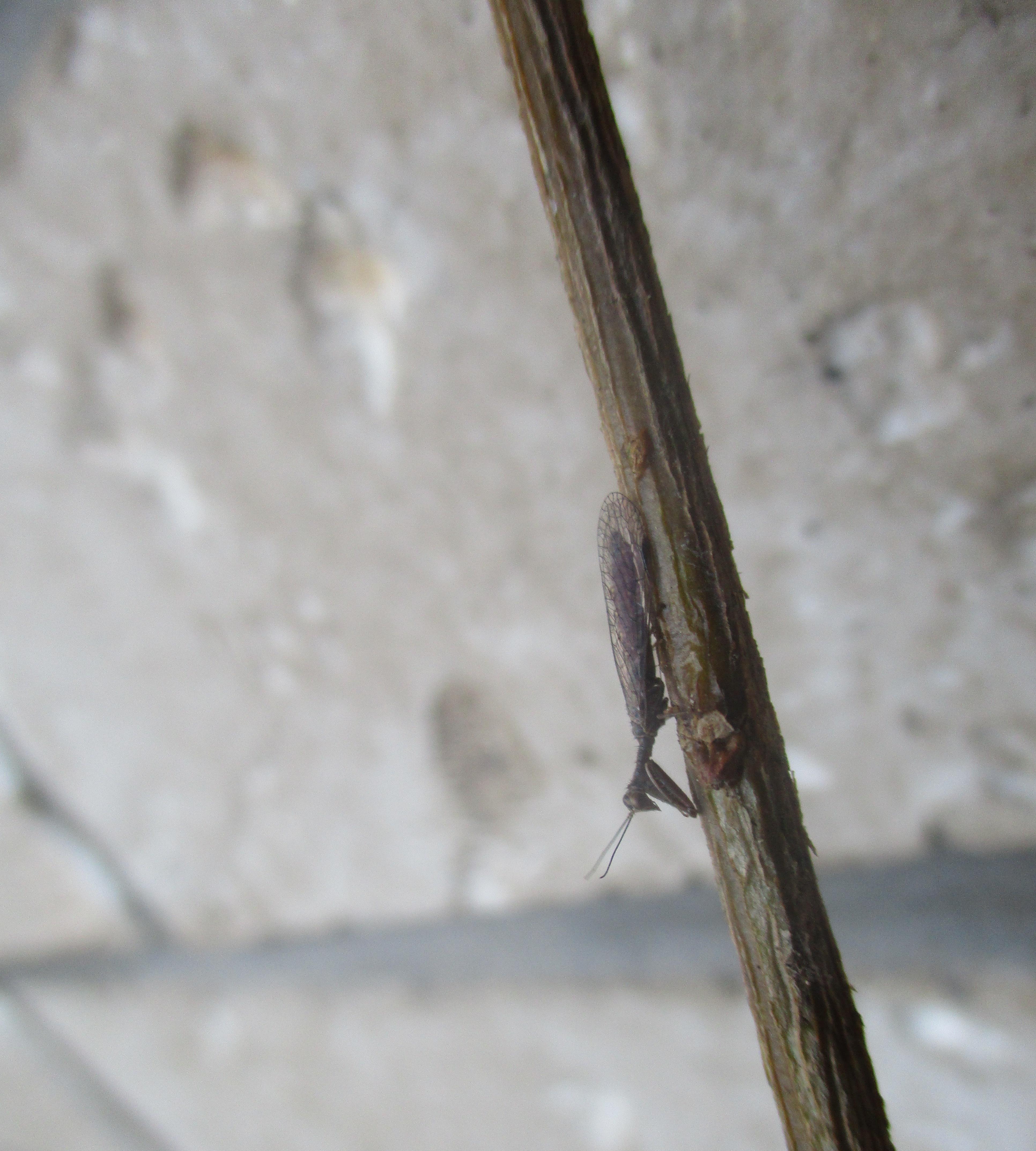 5 Things Essential for Keeping Exotic Pets 