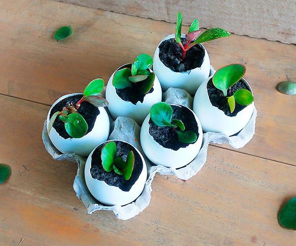 Egg Shell Planter | Gardening