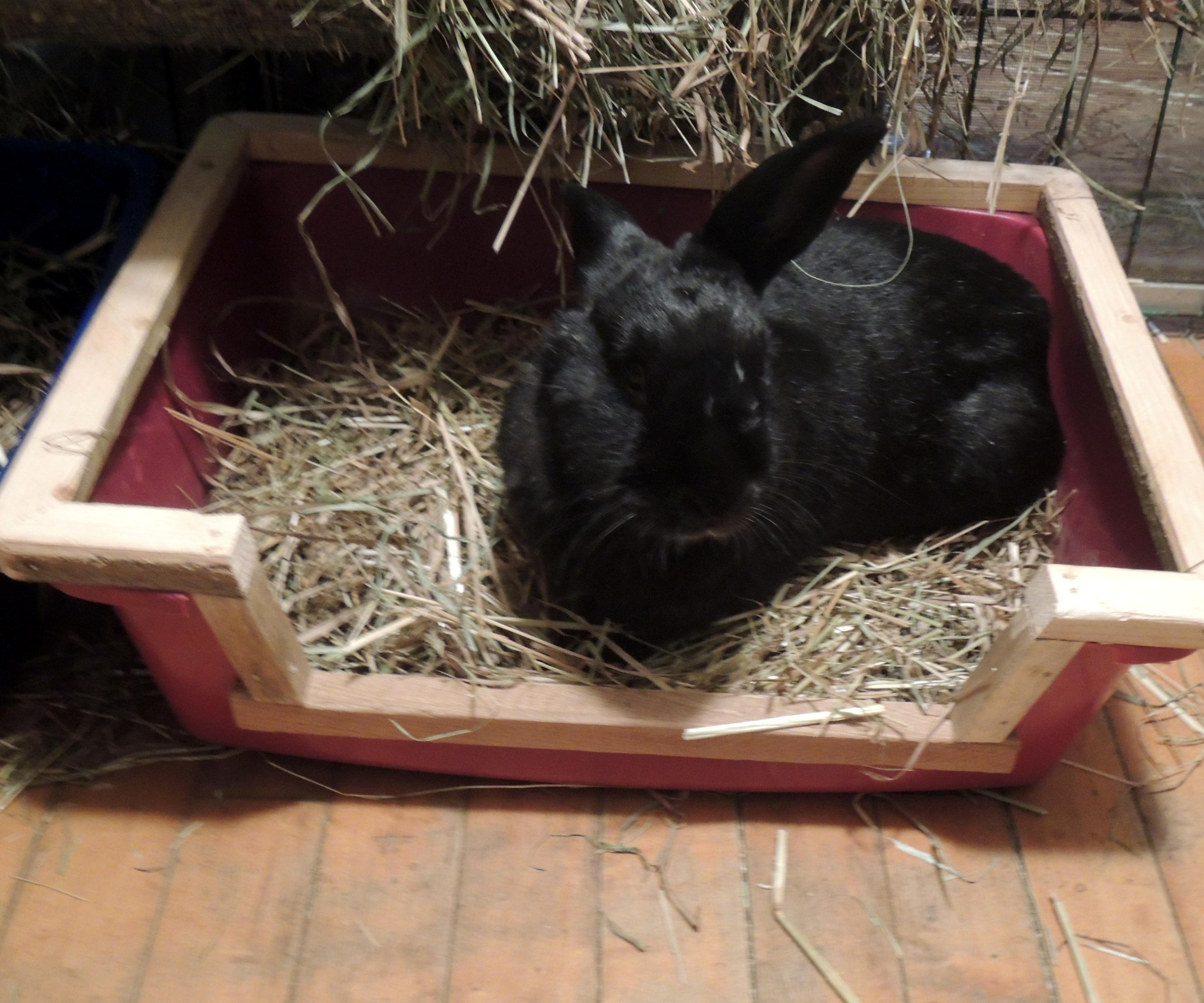 Souped Up Cat/Bunny Litter Box W/ Handicapped Access