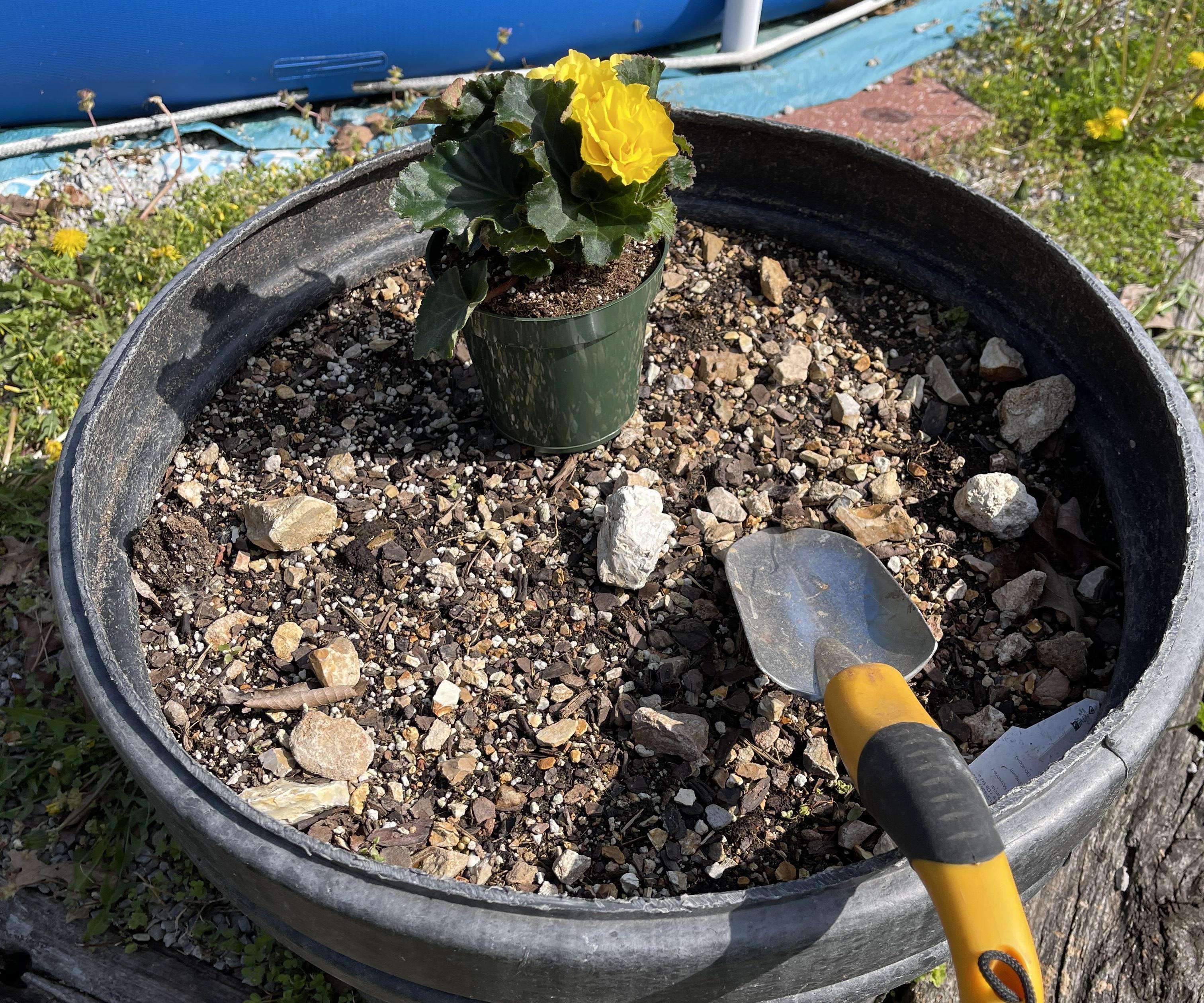 Transplanting Plants
