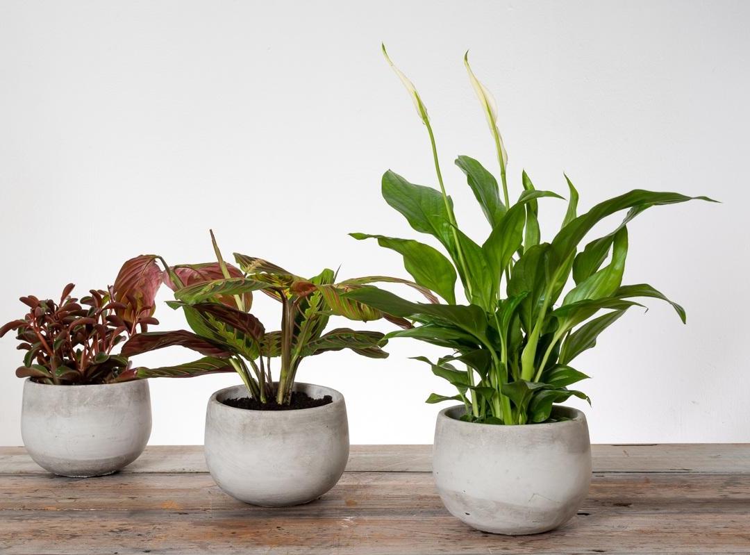 Plant Bot Taking Care of Plant