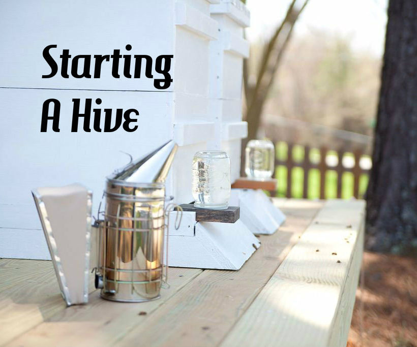 Start a Back Yard Honey Bee Hive