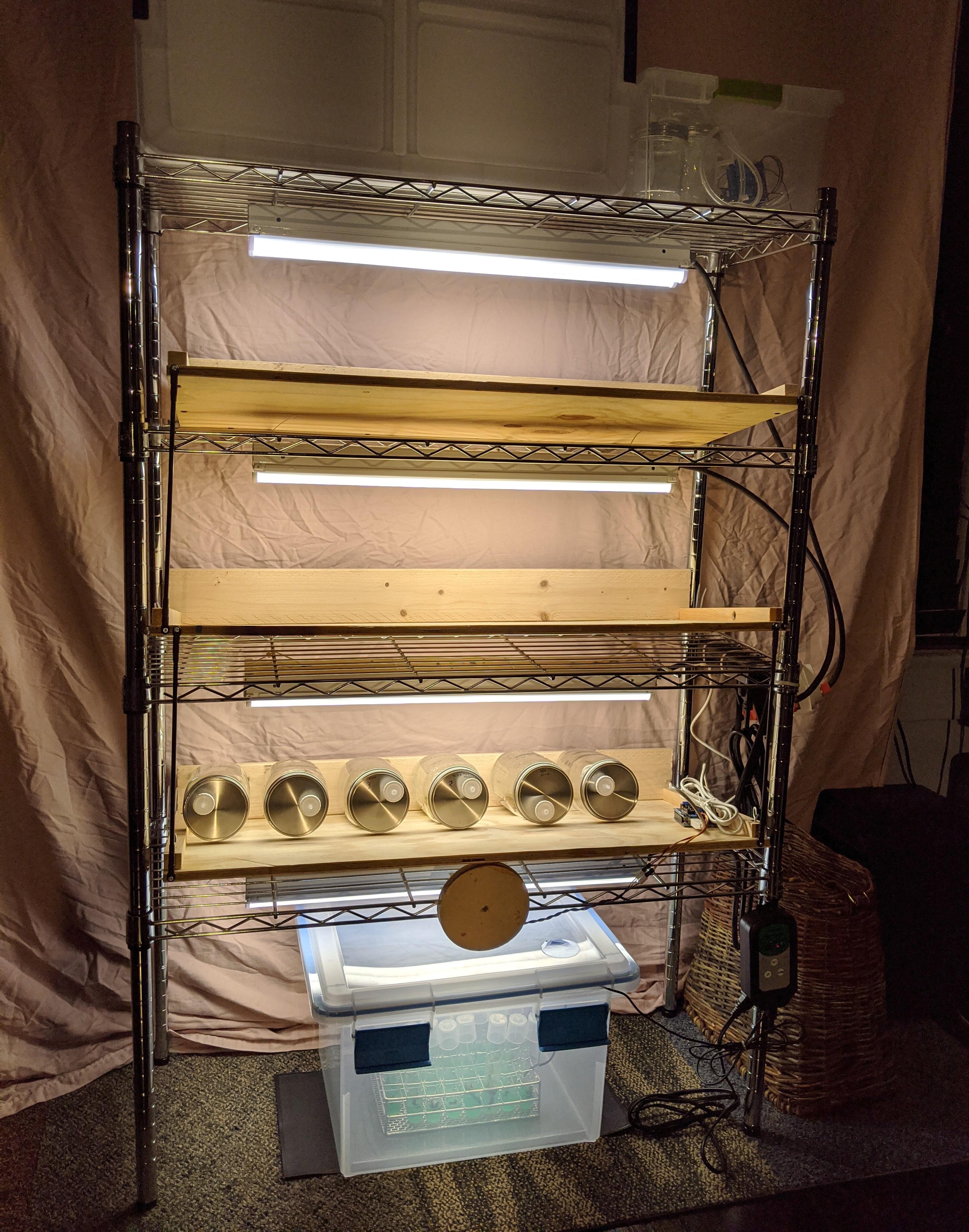 Tipping Shelf Temporary Immersion Micropropagation Apparatus