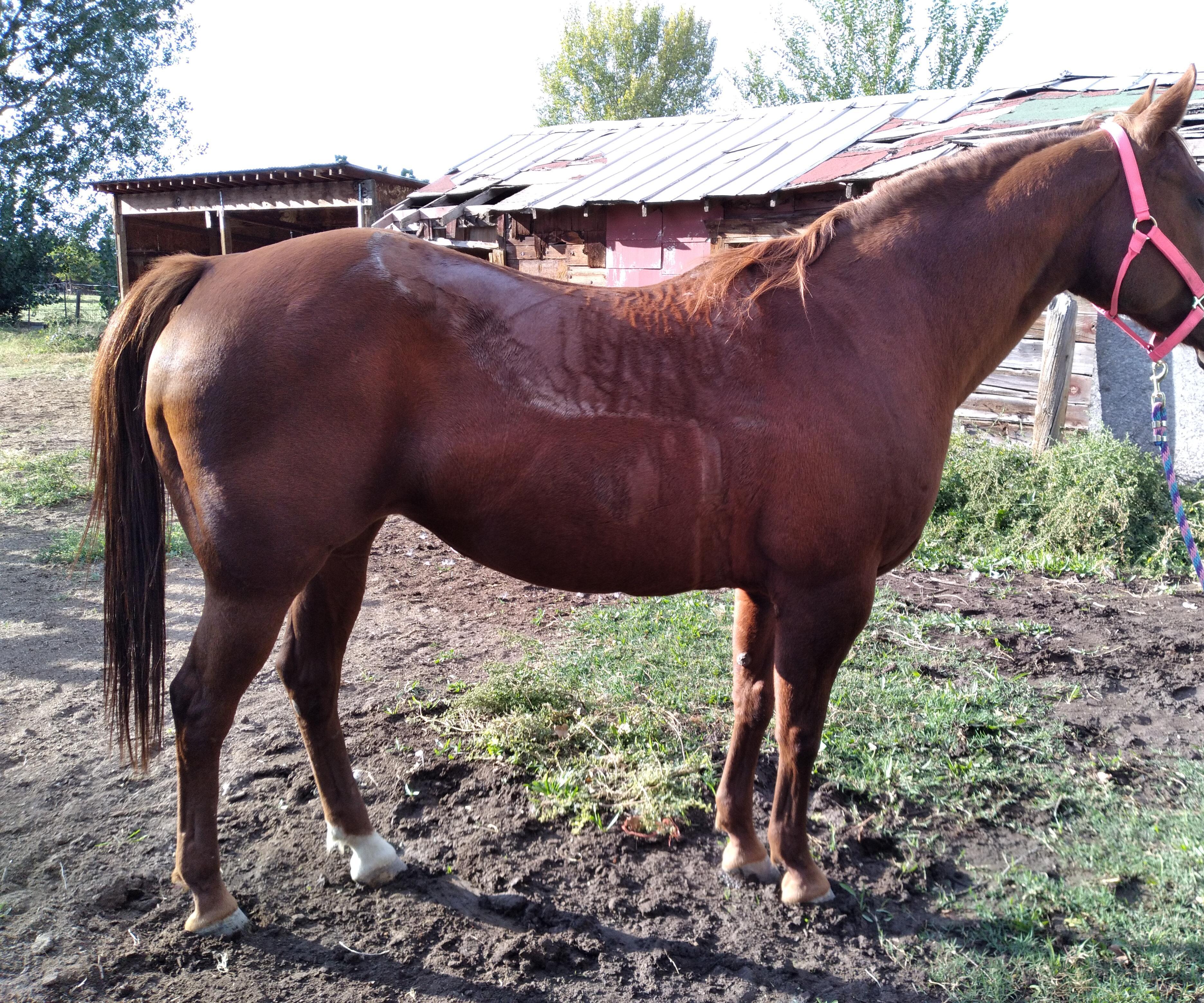 How to Saddle and Unsaddle a Horse