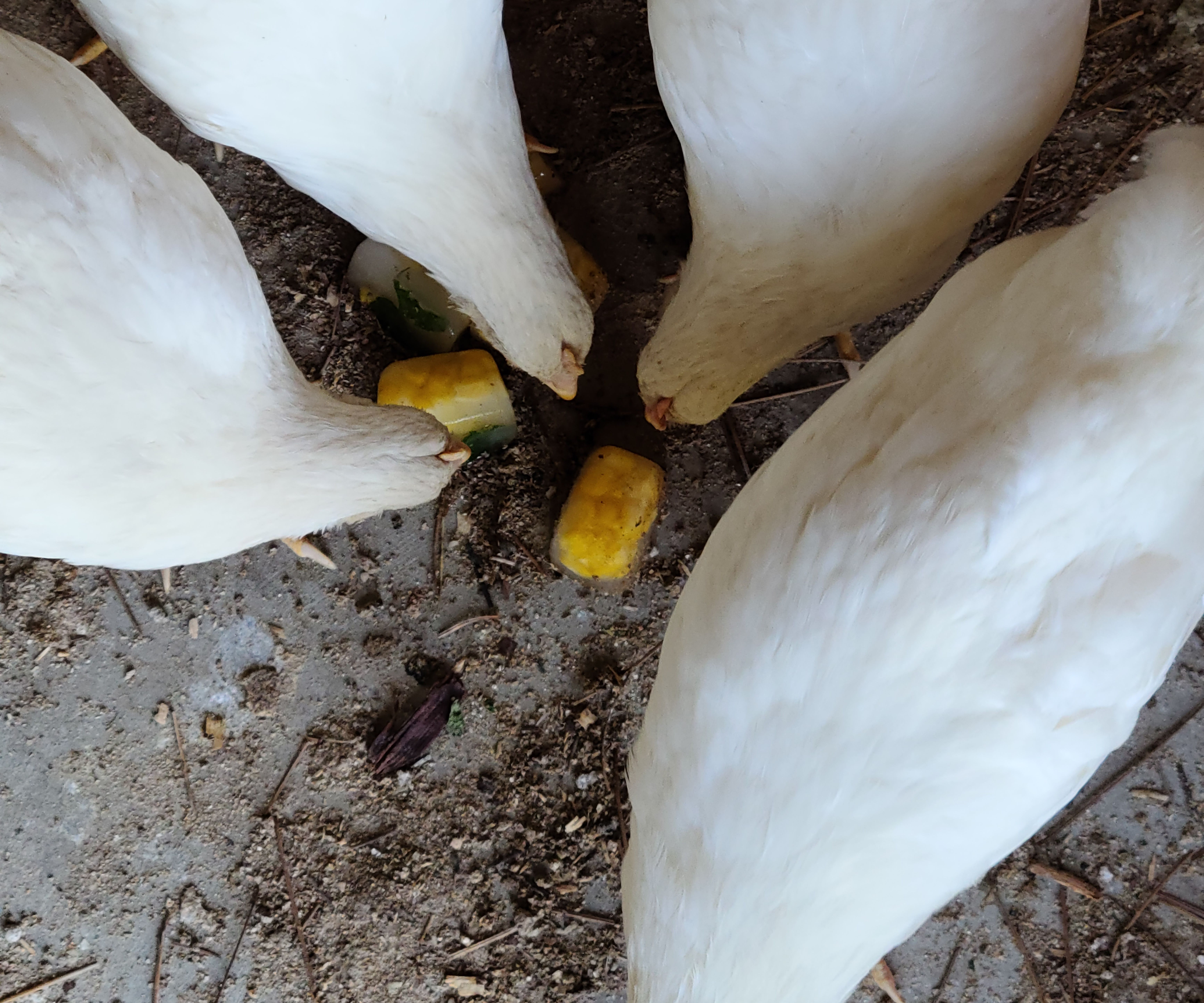 Corn in the Cube Chicken Treats