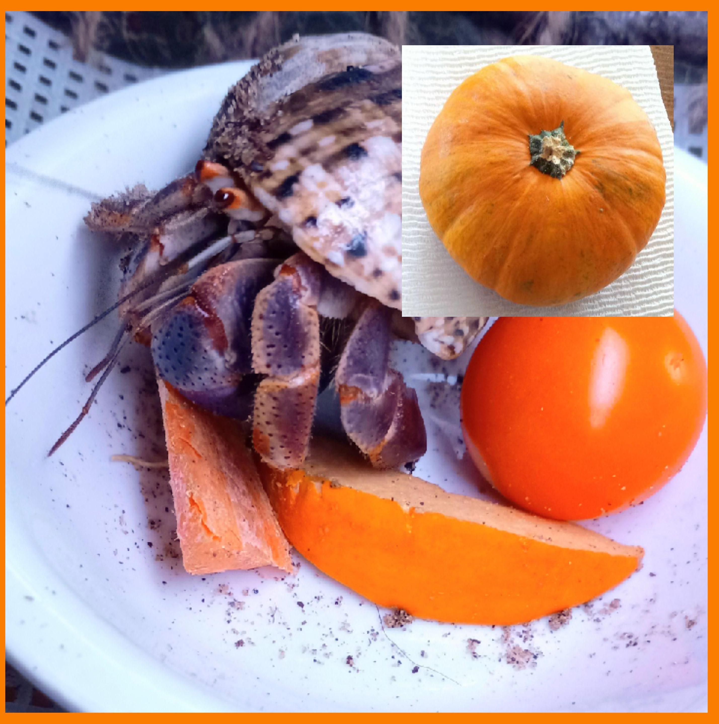 Dehydrated Pumpkin for Hermit Crabs