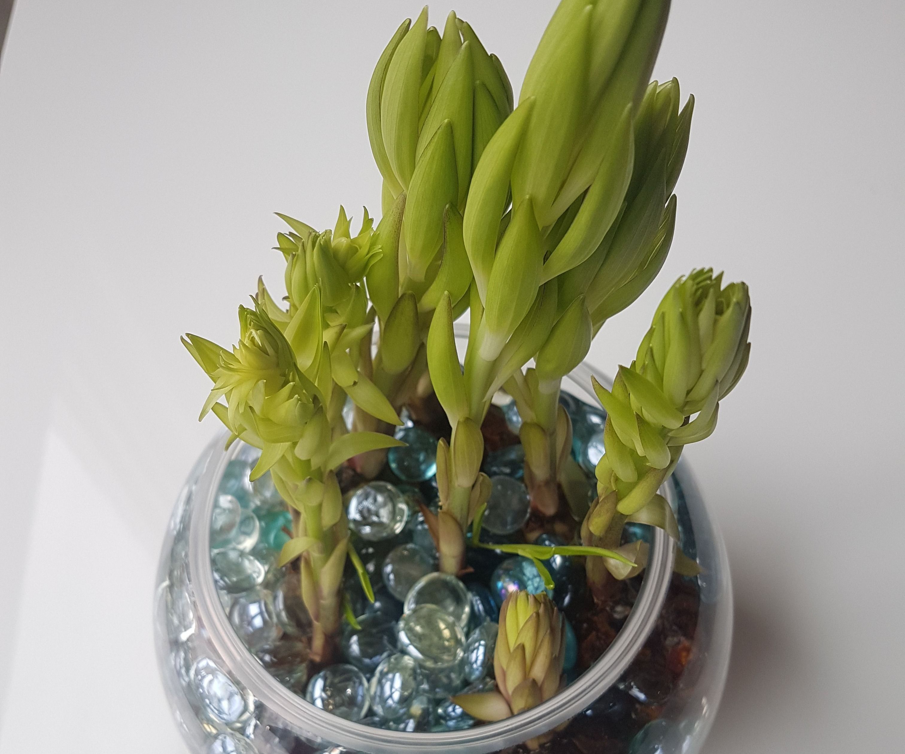 Planting Lily, Tulip or Hyacinths Indoor