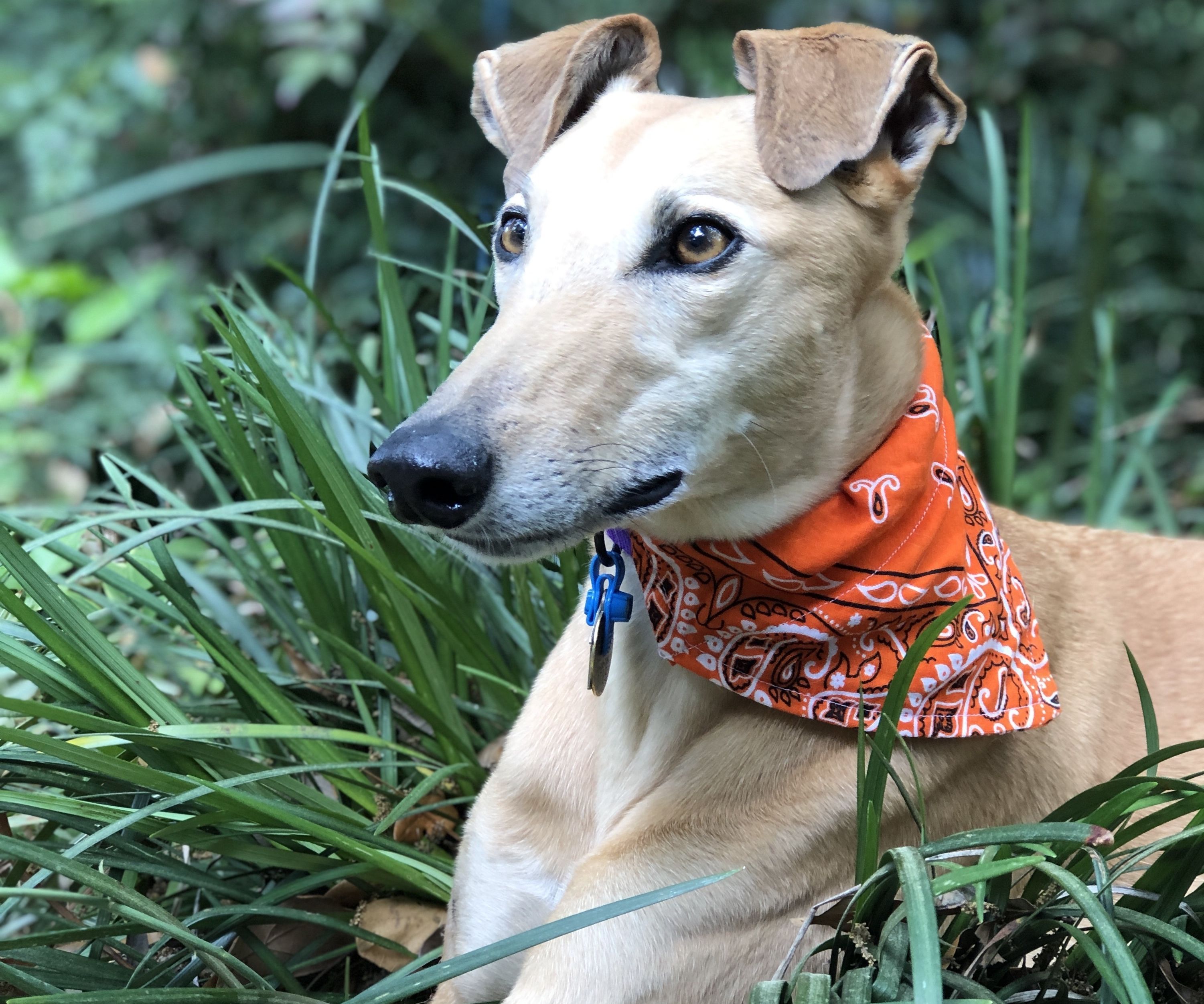 Over the Collar Dog Bandana