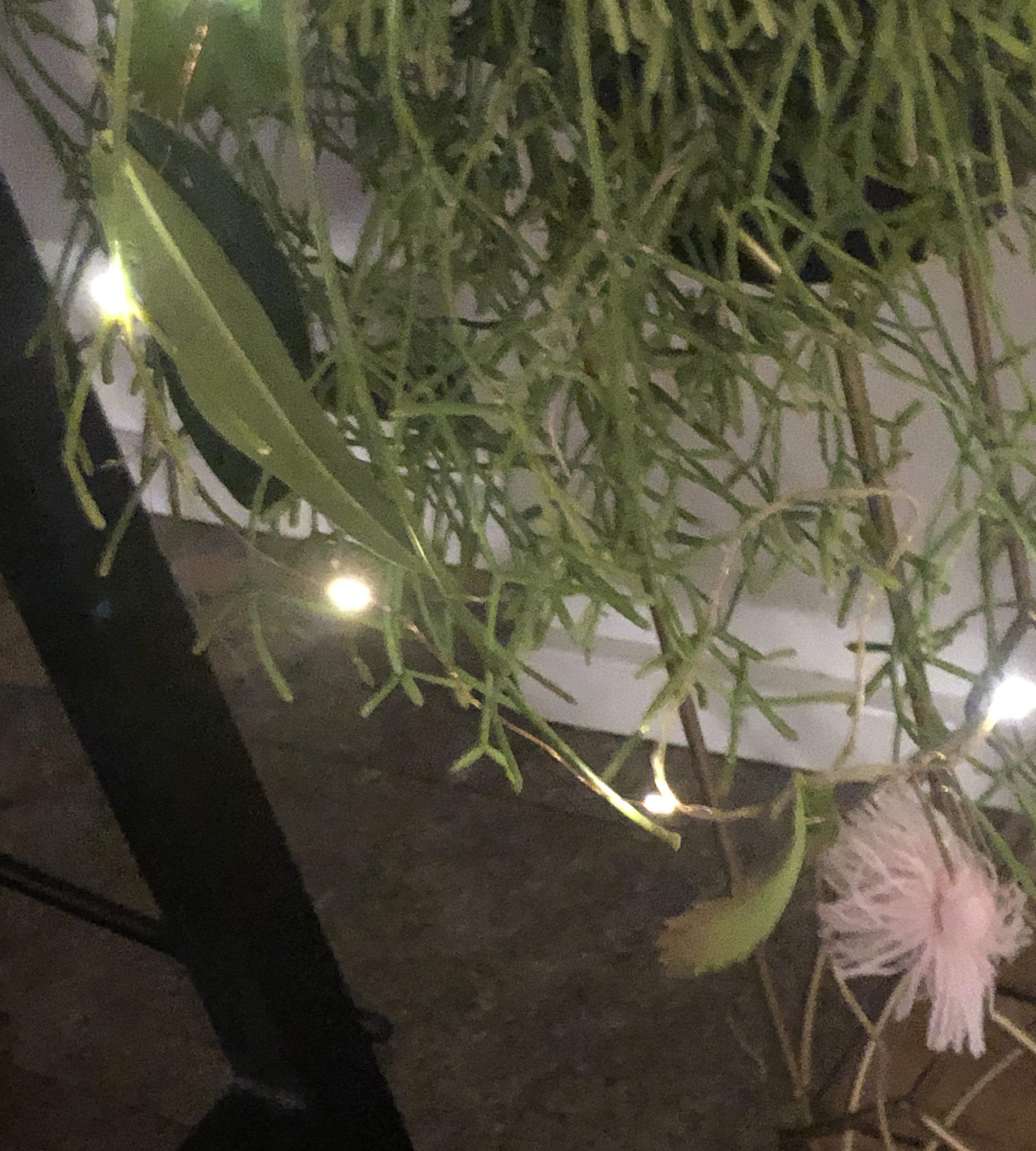 Christmas Light Decoration