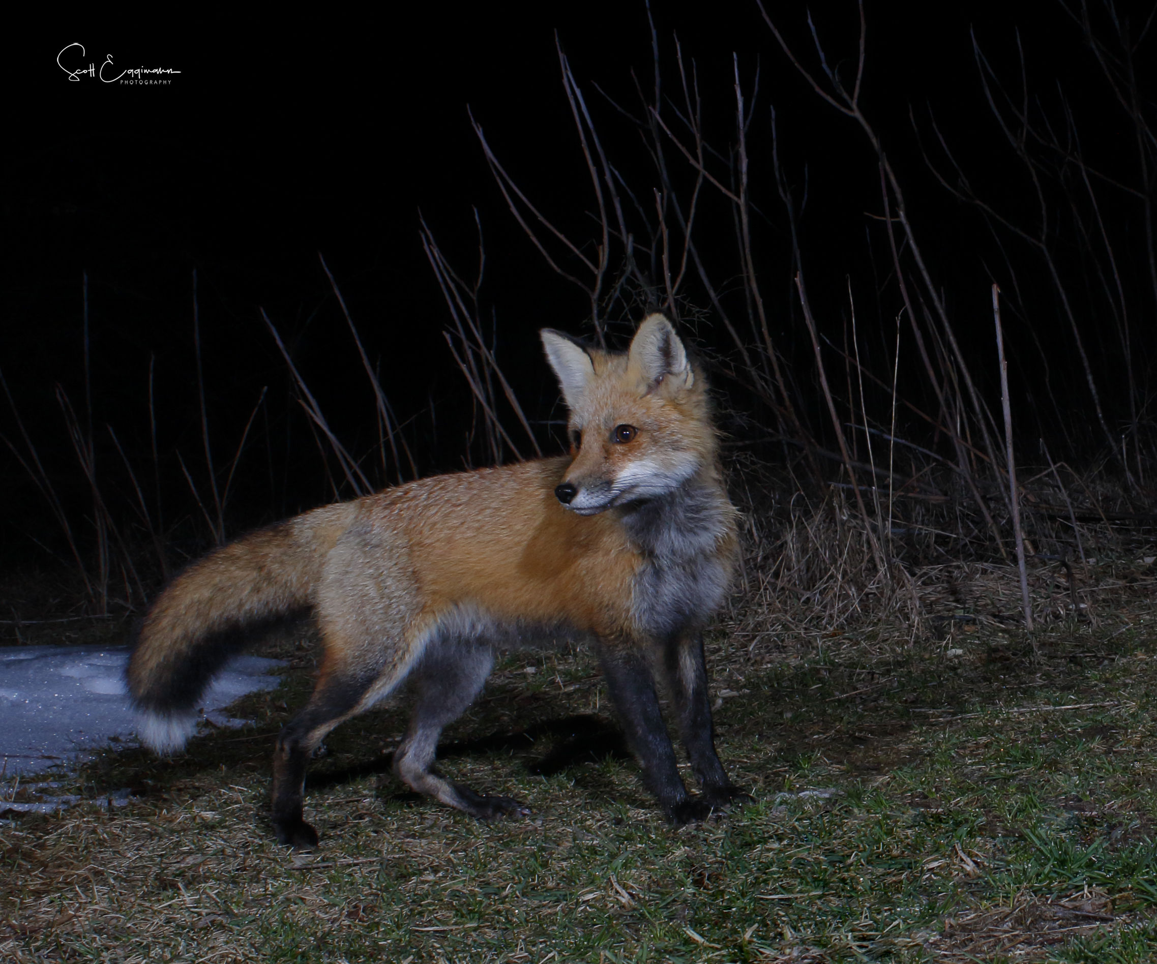 Building an Active Infrared DSLR Camera Trap for Wildlife Photography