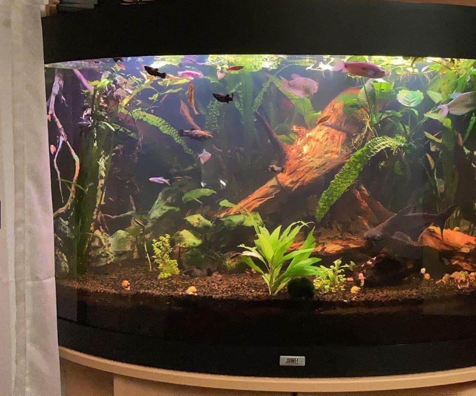 Freshwater Aquarium for Beginners