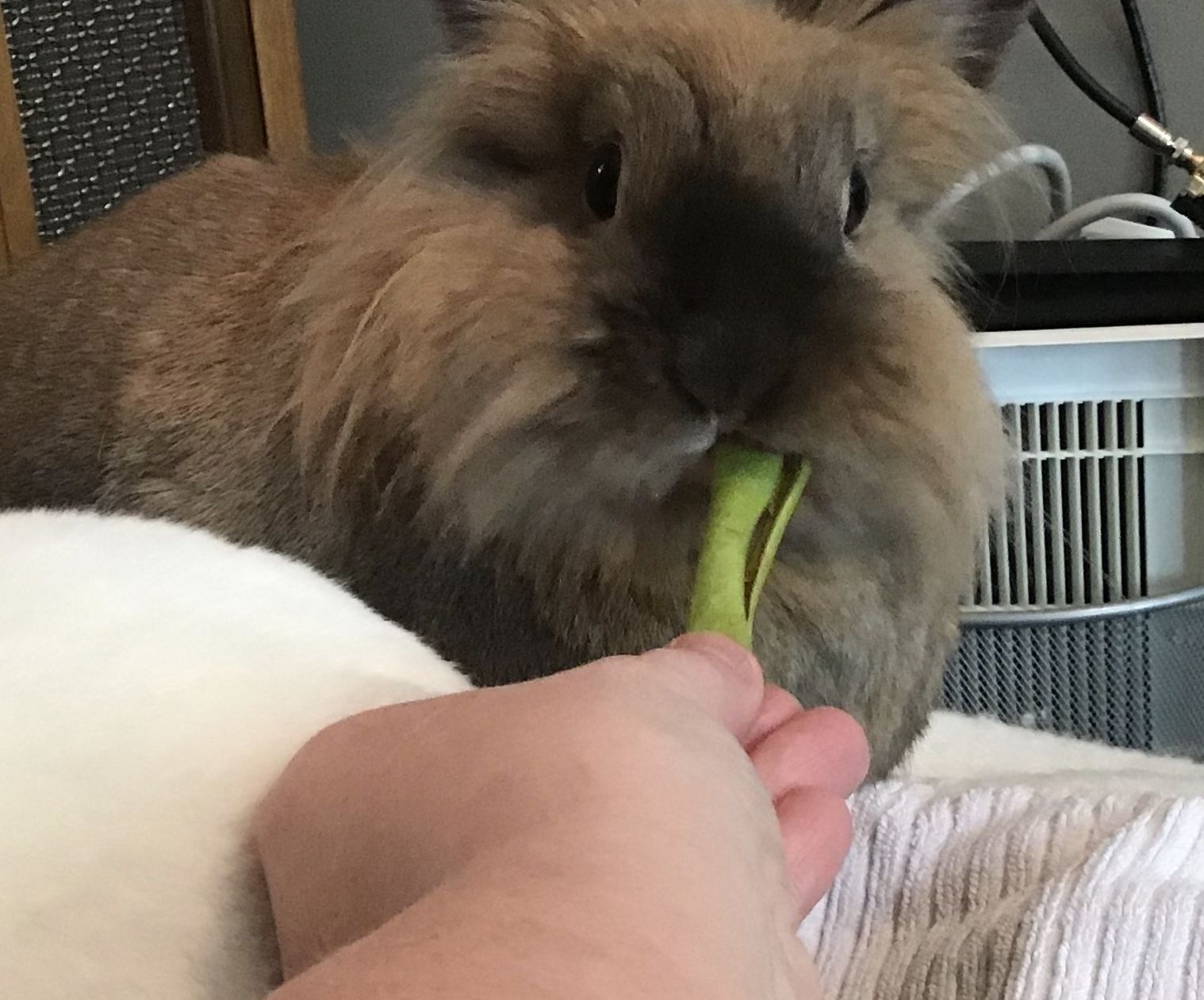 Bunny Treats and Toys.