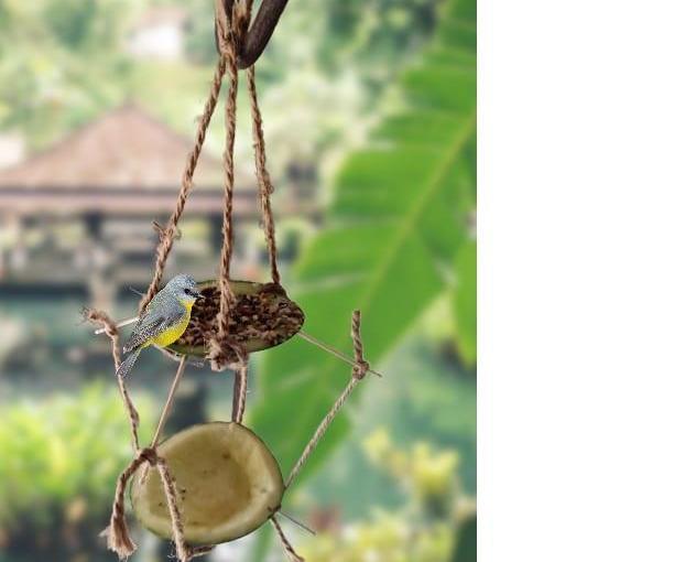 Bird Feeder: Offer Cosiness to Birds