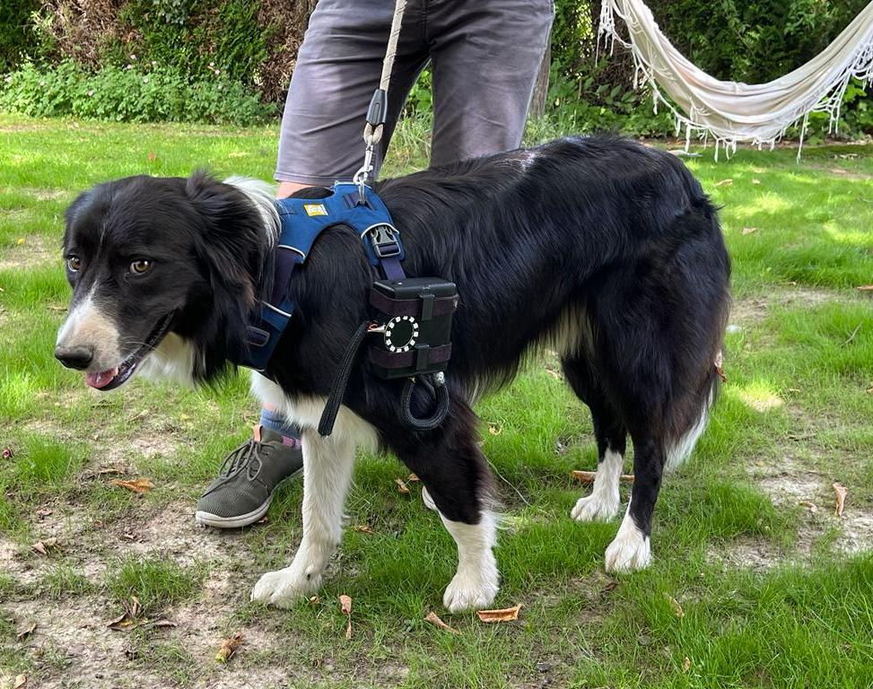 Dog Health Tracking Device, the DogBit