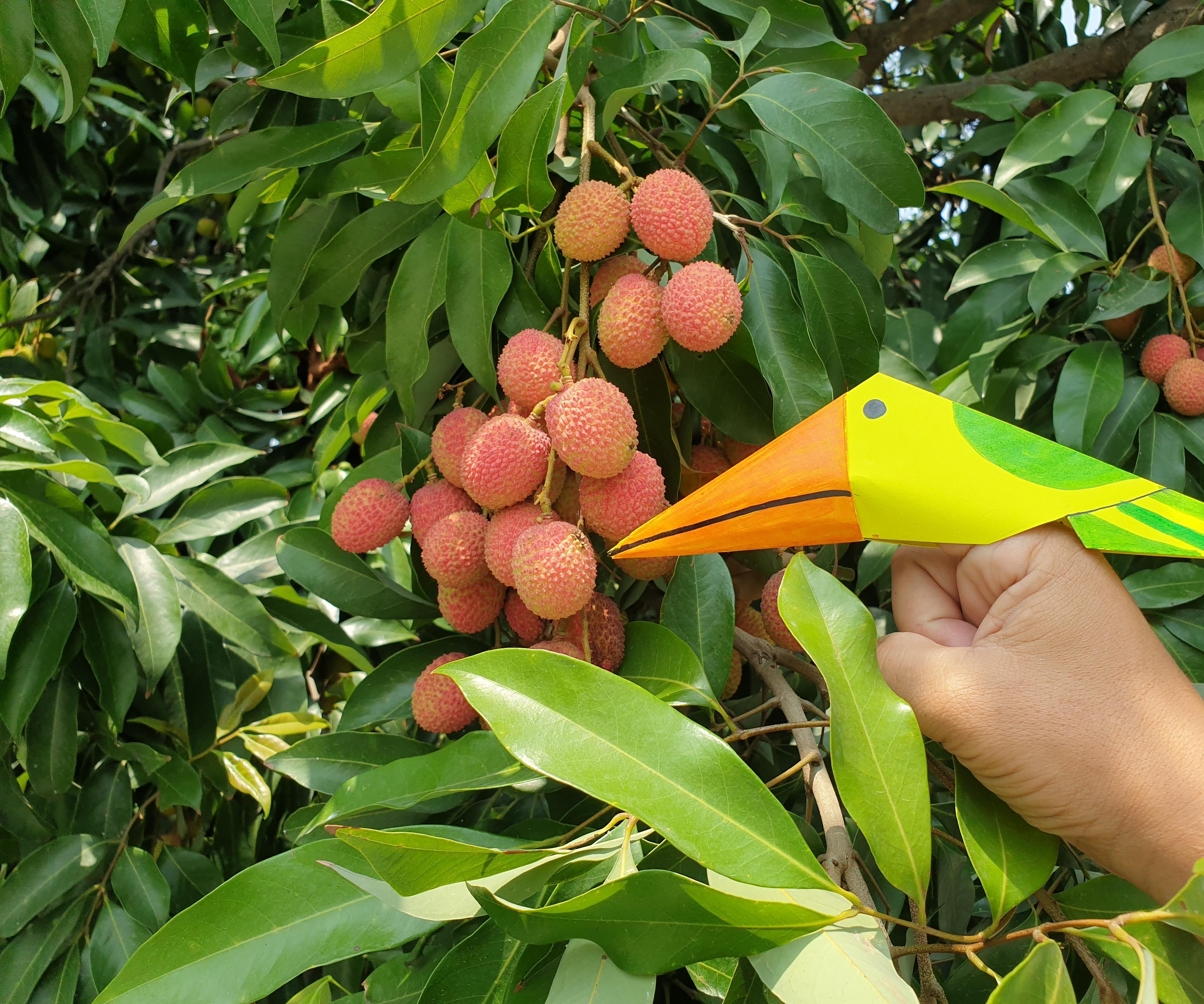 The Storyteller Bird