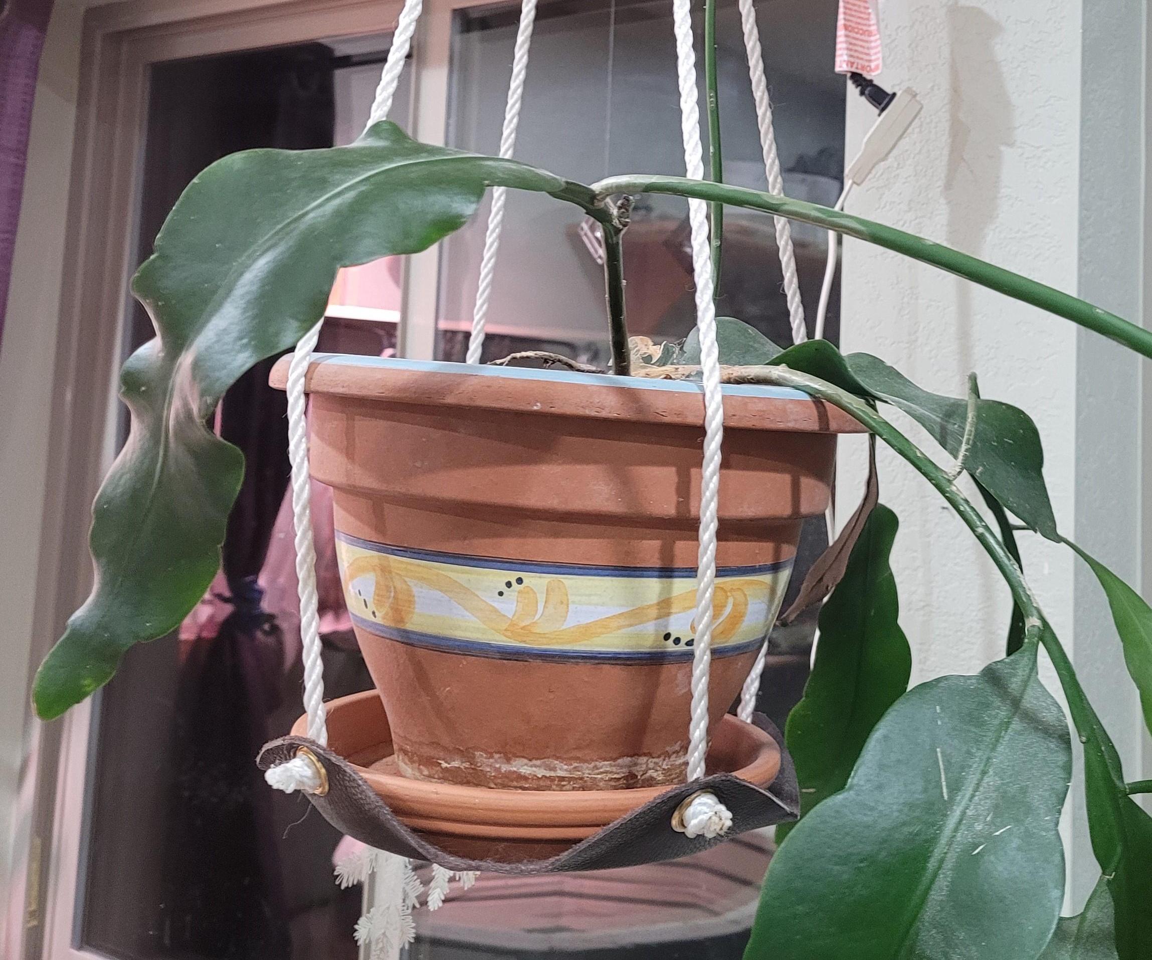 Leather Plant Hanger