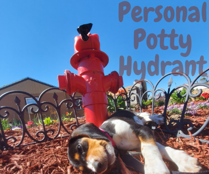 Backyard Fire Hydrant 