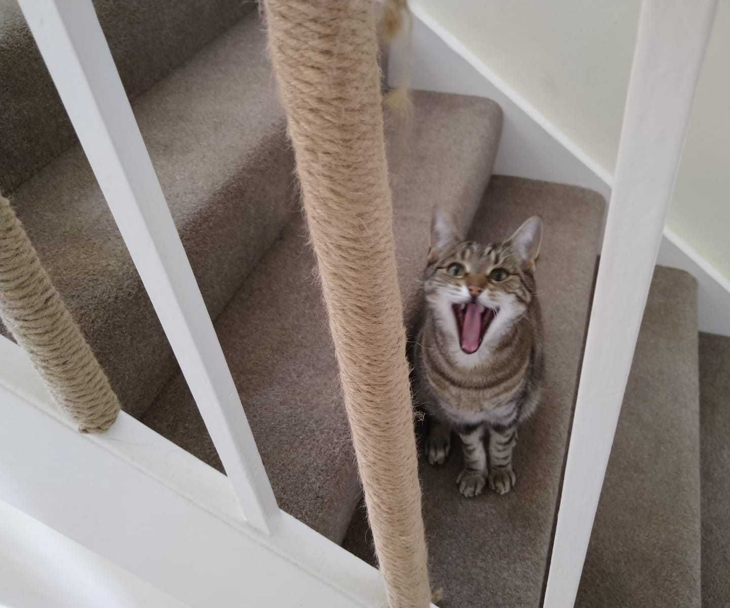Cat Scratcher Stair Bannister.