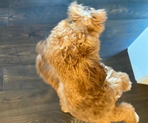 How to Get Your Dog to Spin on Two Legs: