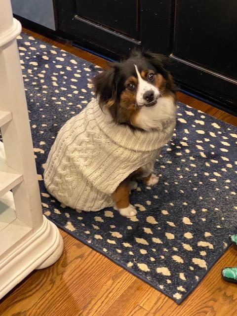 How to Wash Your Dog 