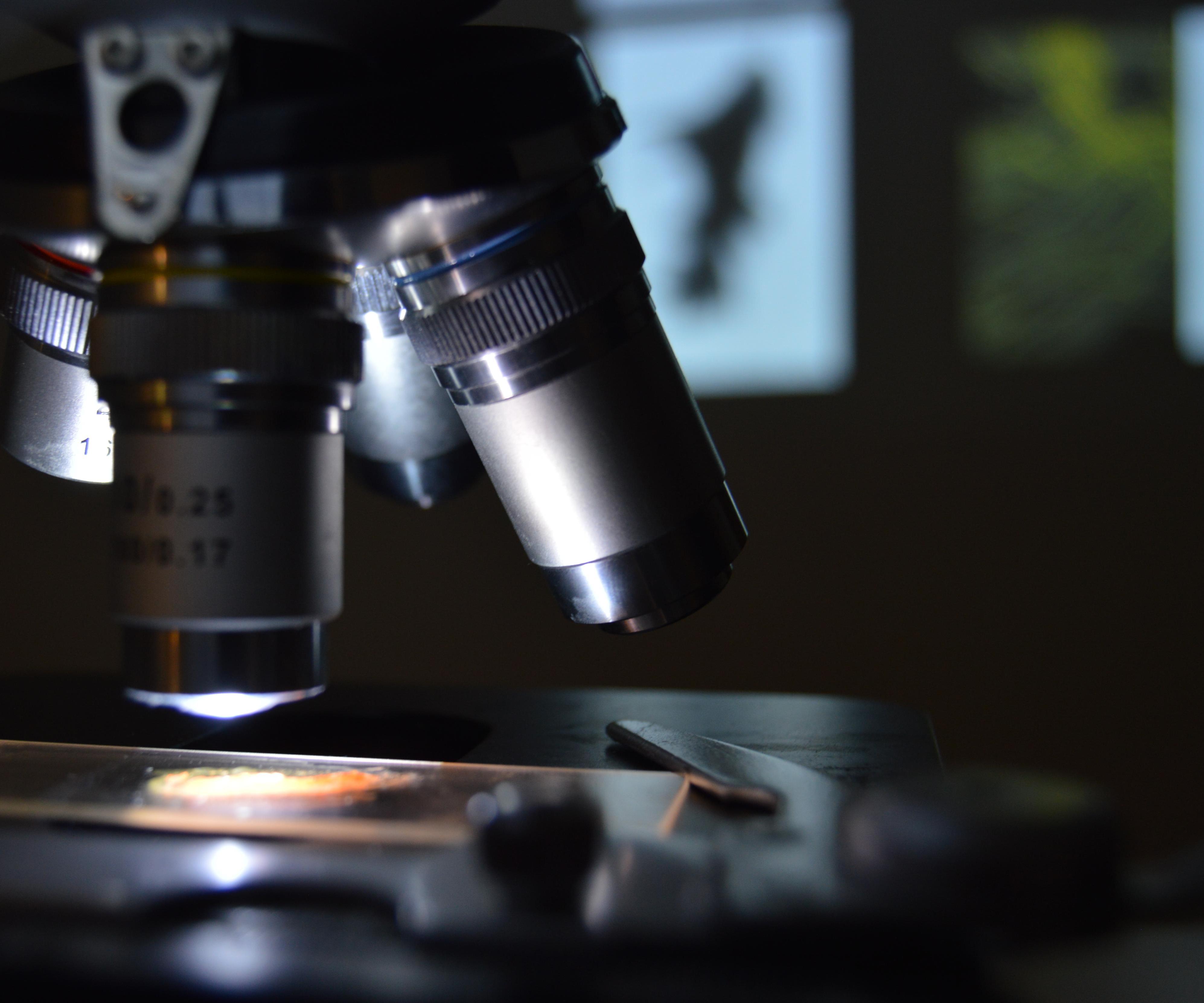 Life on Vegetables; Interactive Design Between Micro-animals and Computer