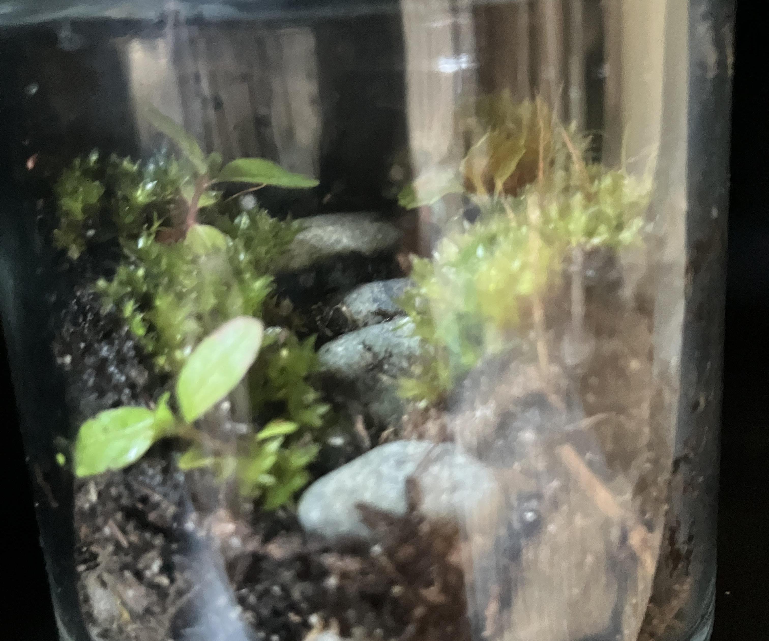 Repurpose an Old Jar Into a Miniature Ecosystem