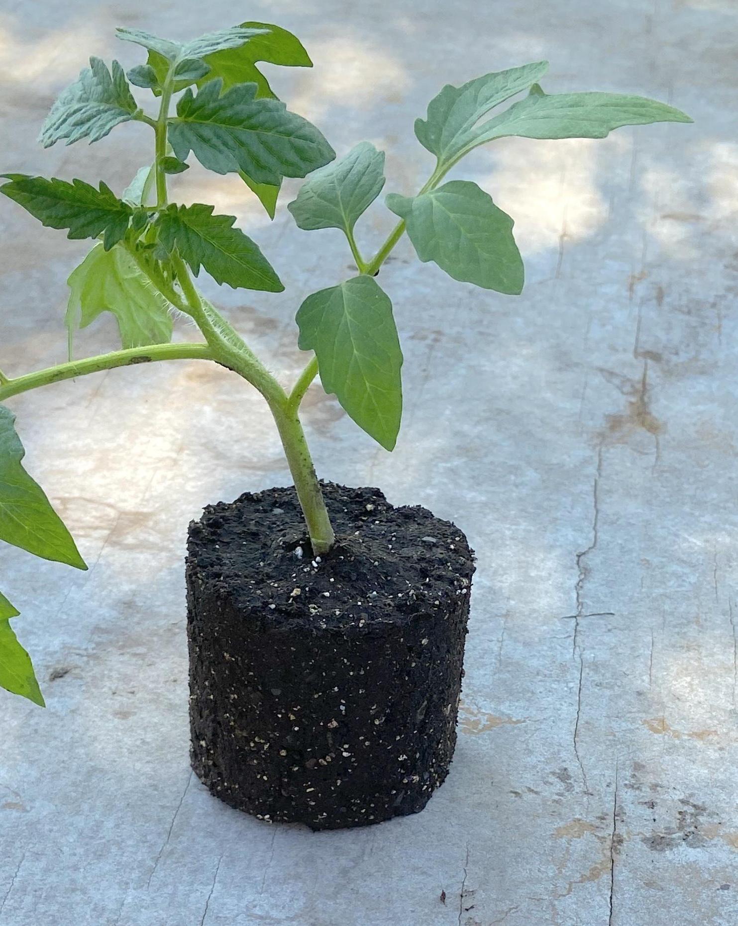 Tool for Making Soil Blocks (3D Printed)