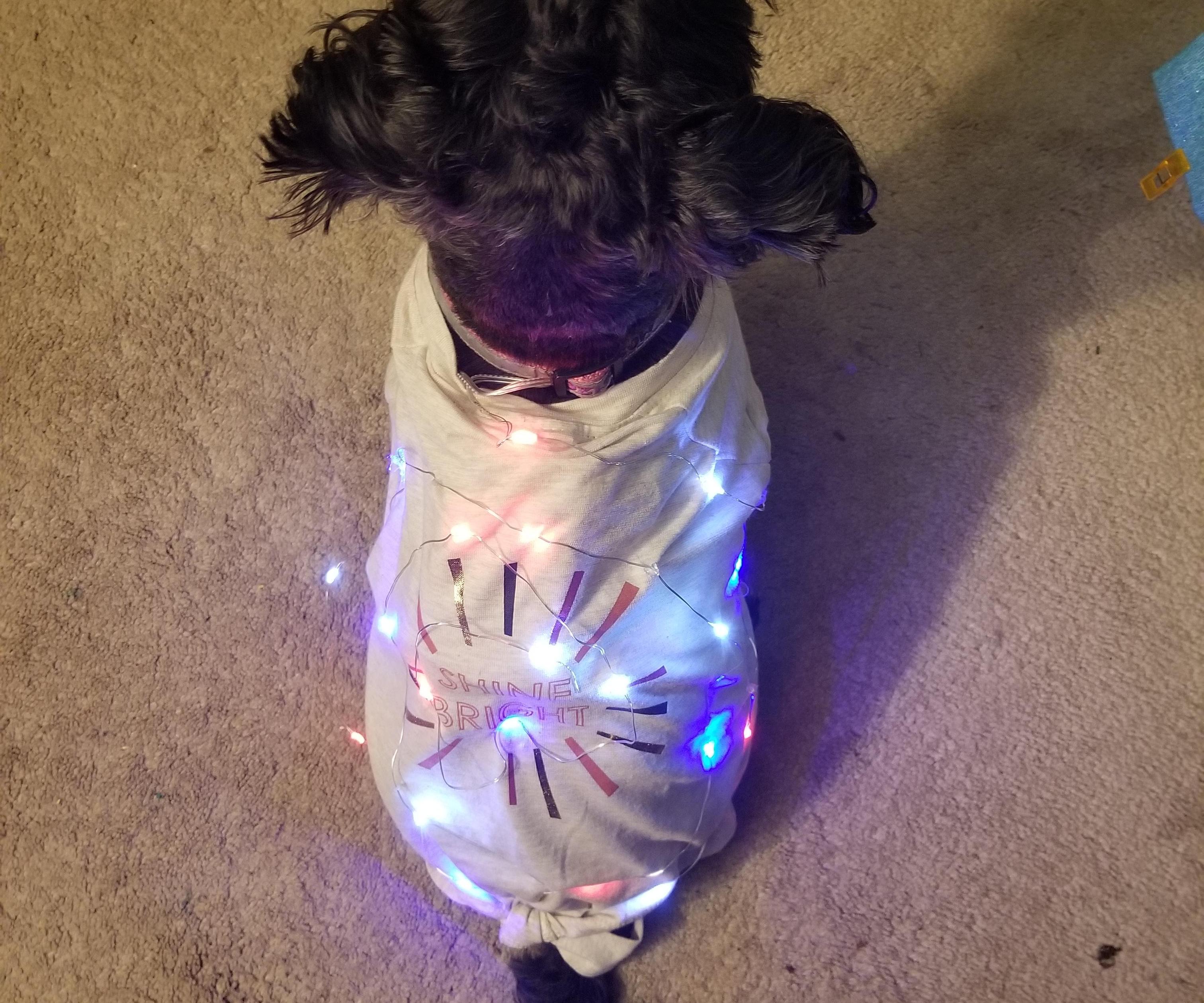 Light-Up Dog Outfit