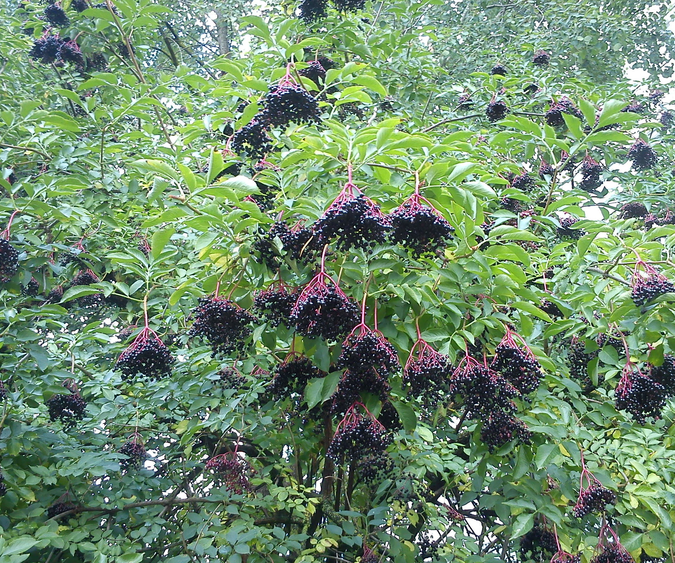 Elderberry Liqueur