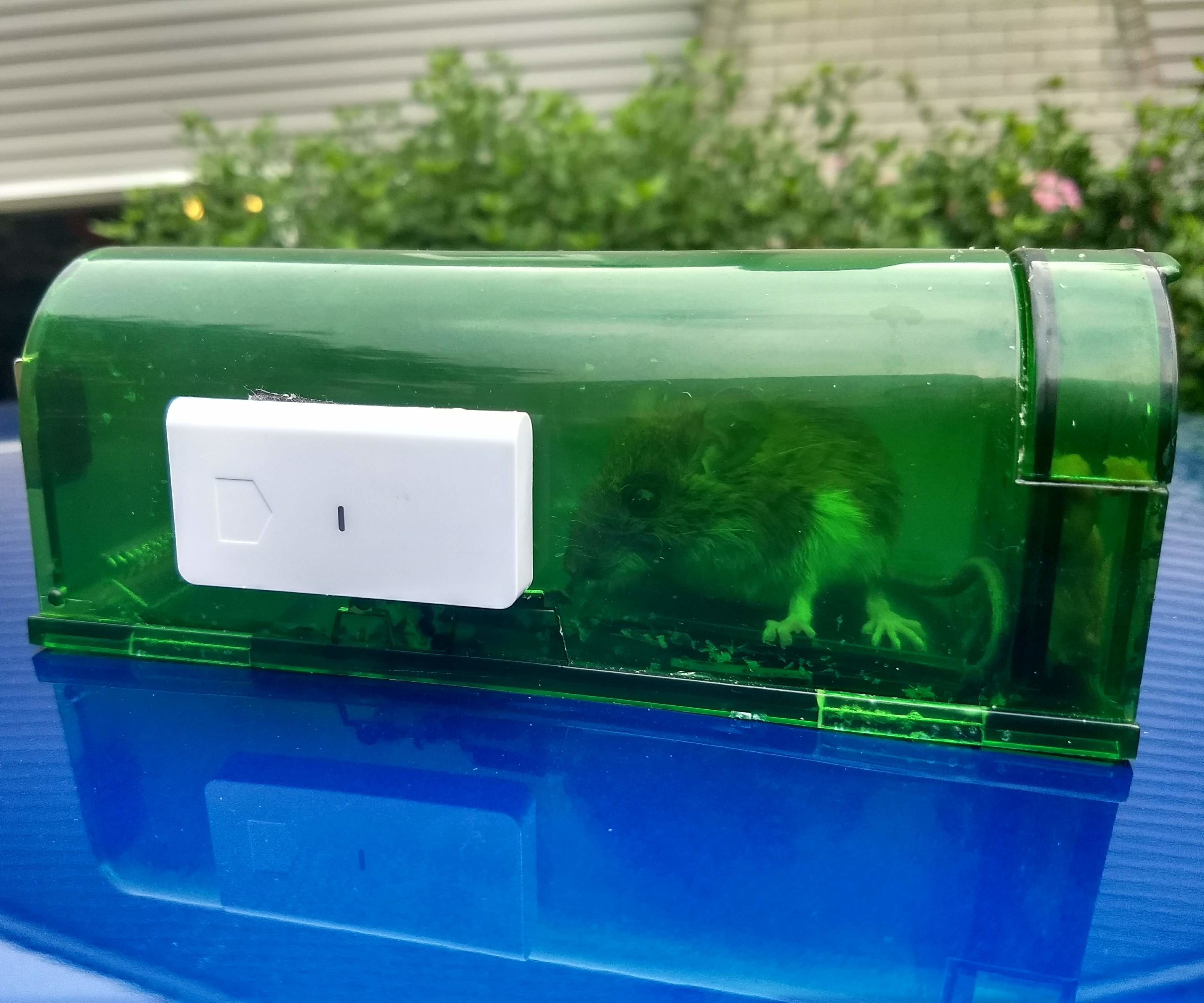 DIY $30 Smart Humane Moustrap