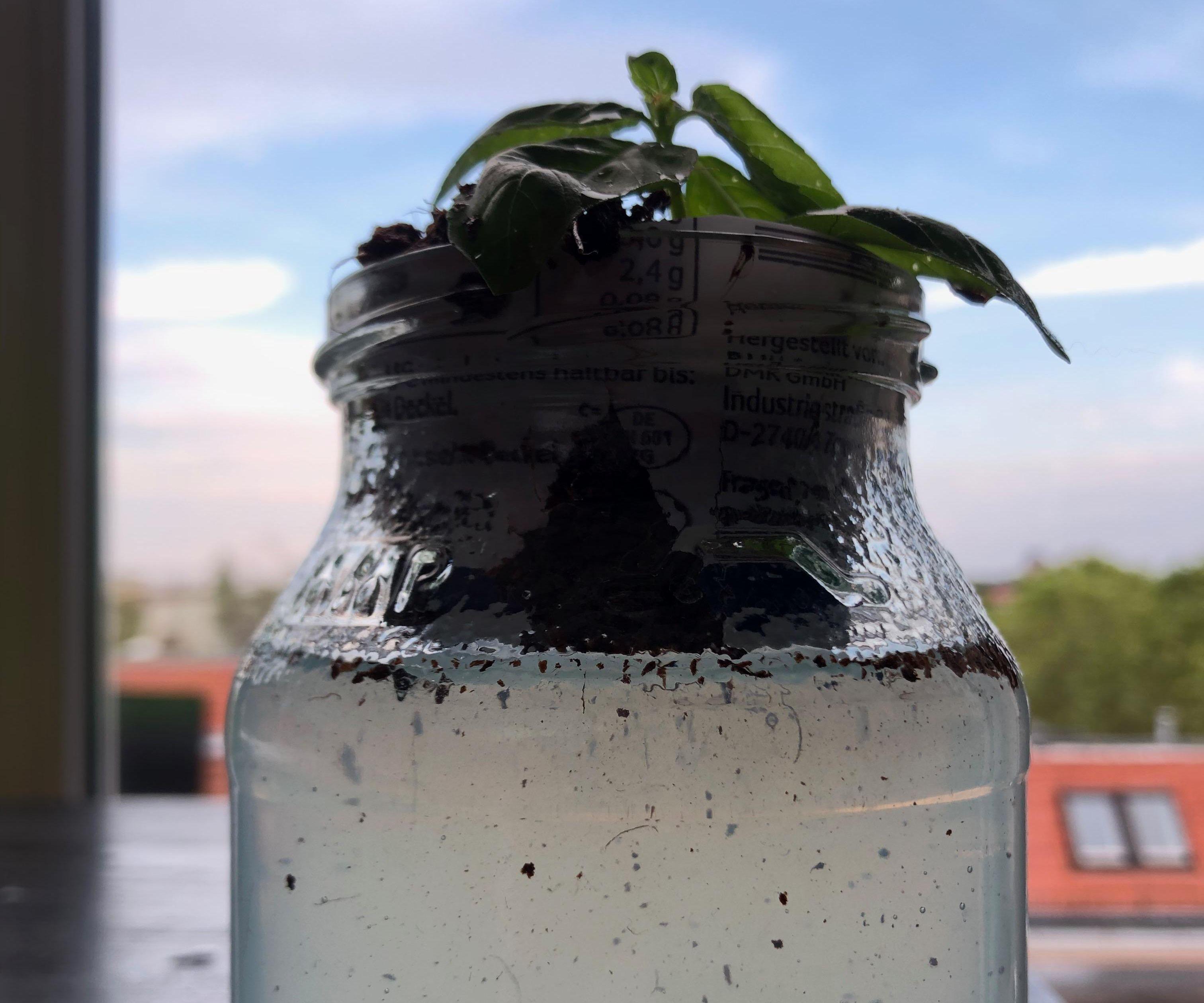 Mason jar hydroponics