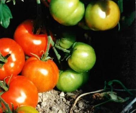 Growing Tomatoes in the Pacific Northwest USA