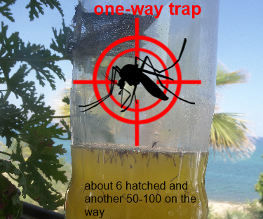 Dead-End Mosquito Trap Stops Zika and Dengue Mossy