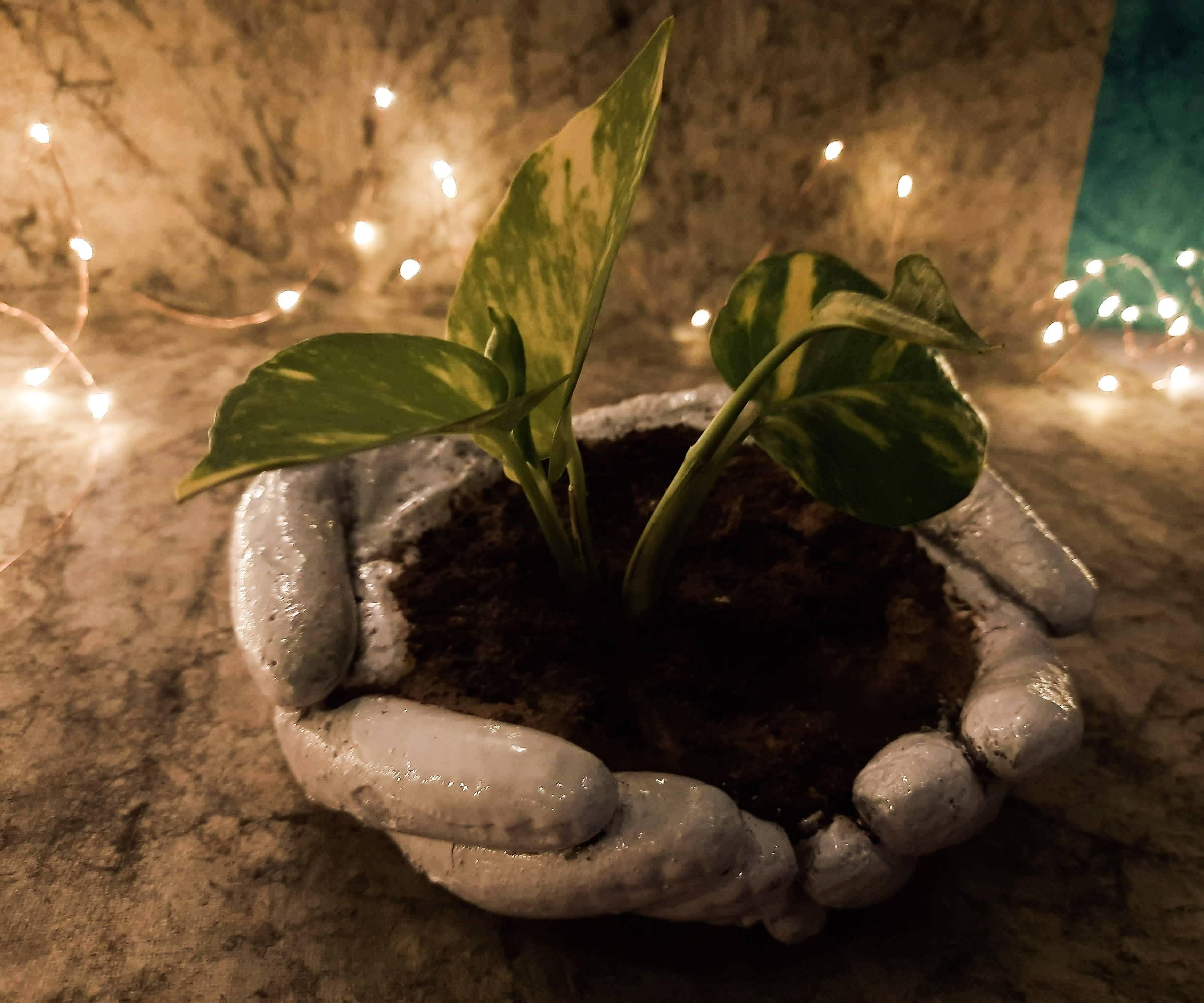Hands Saving Greenery