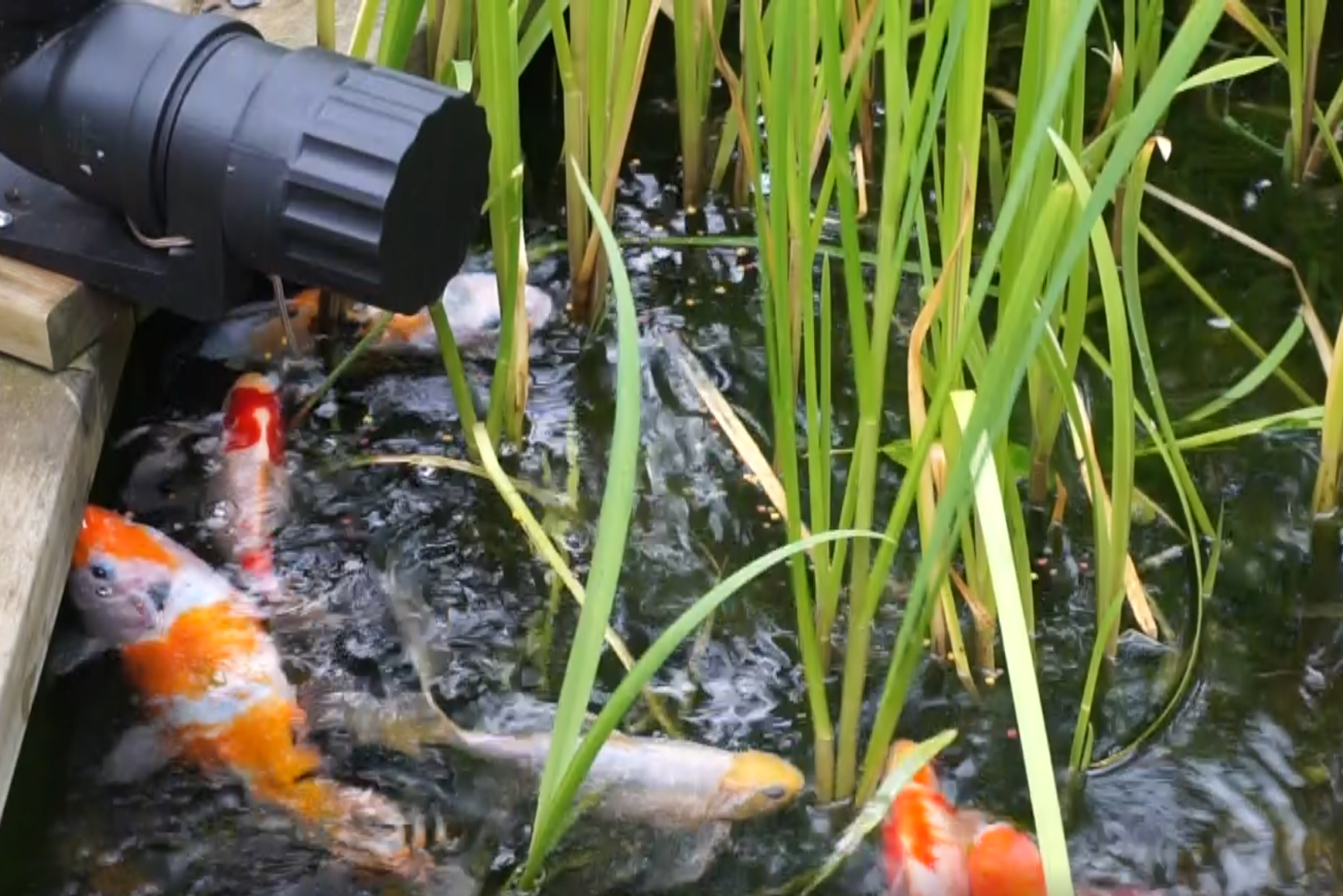 DIY Fish (chicken?) Feeder