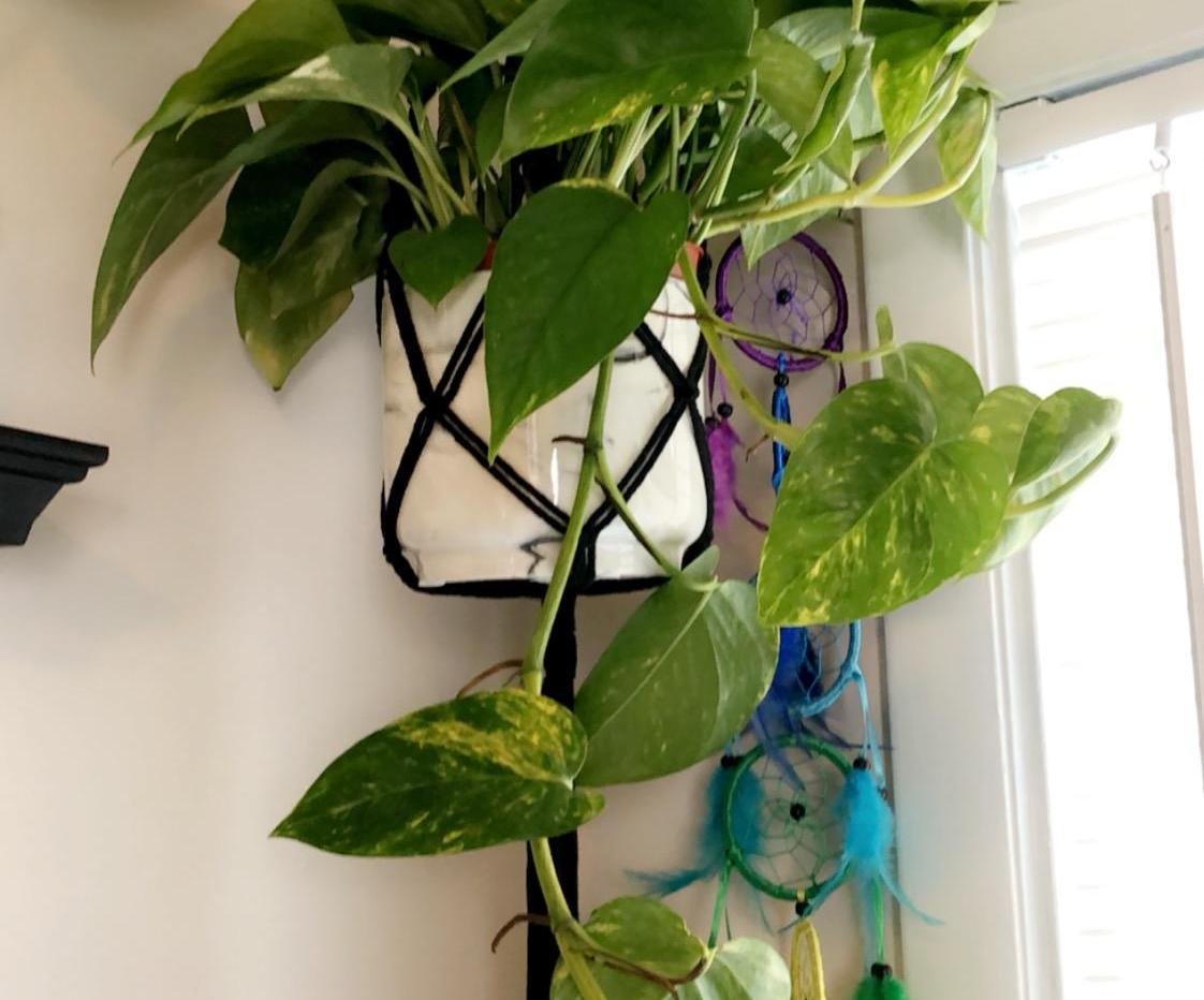 How to Water Your House Plants