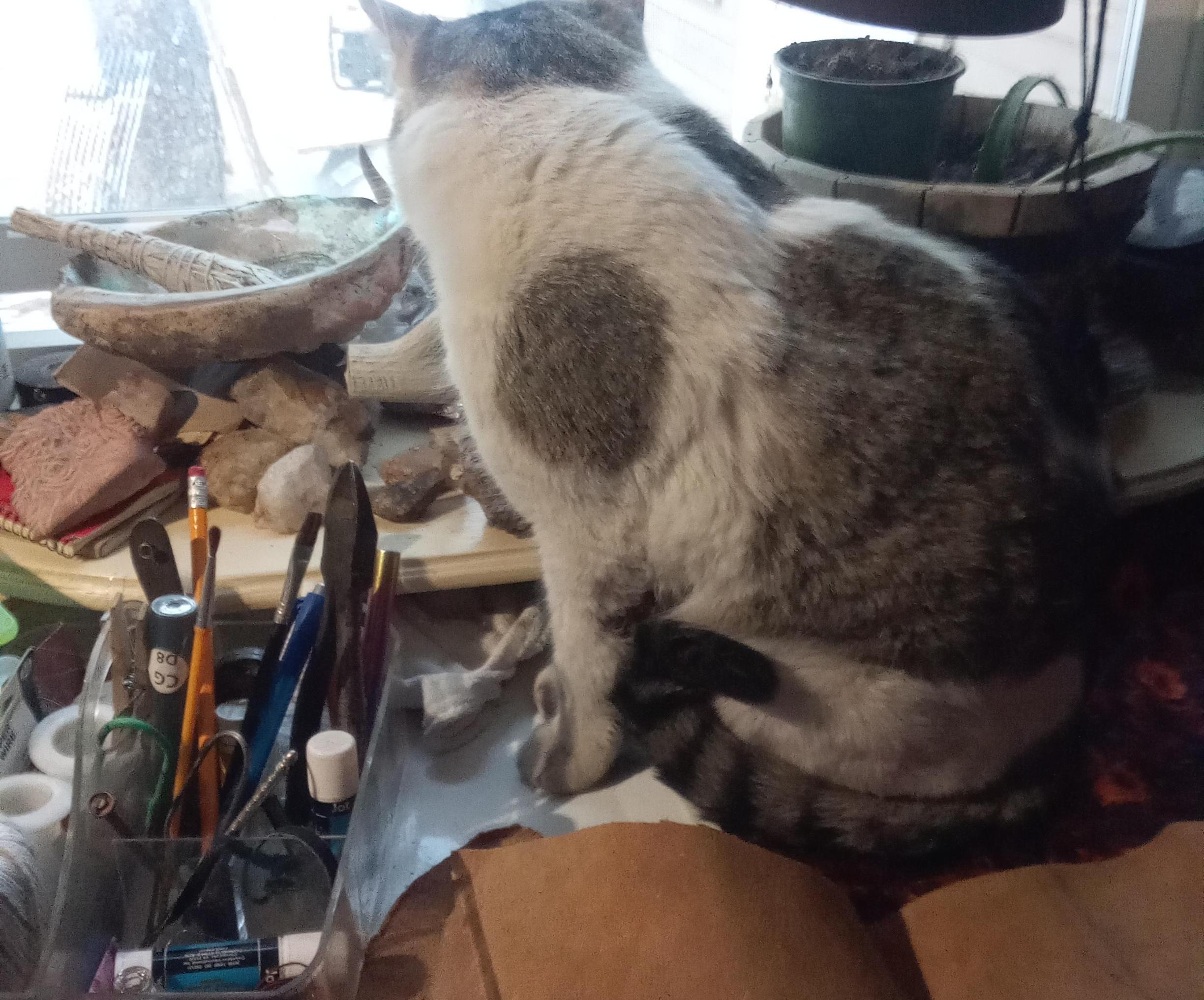 Cat Harness From Recycled Materials