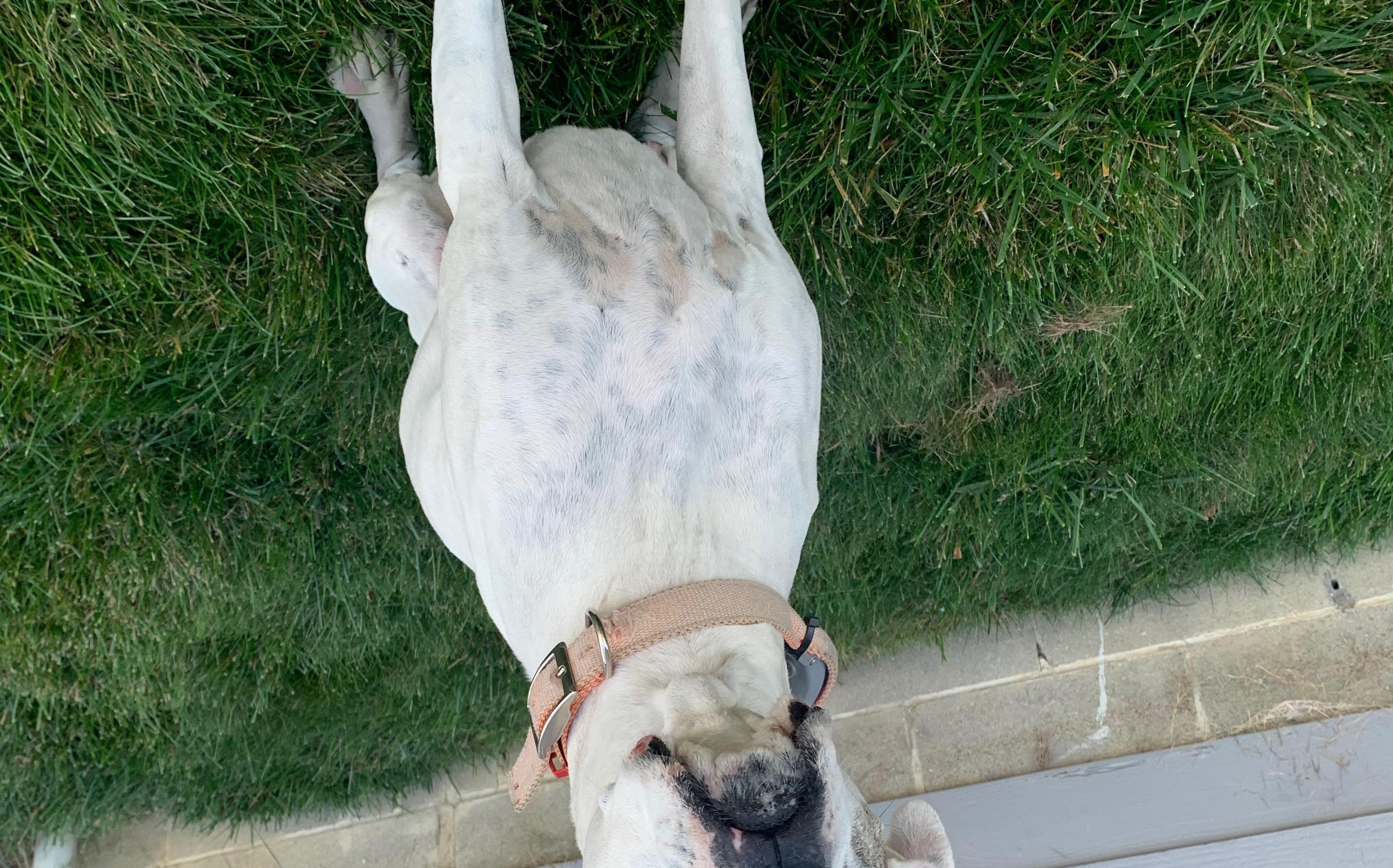 Sweet Potato Pumpkin Dog Ice Cream