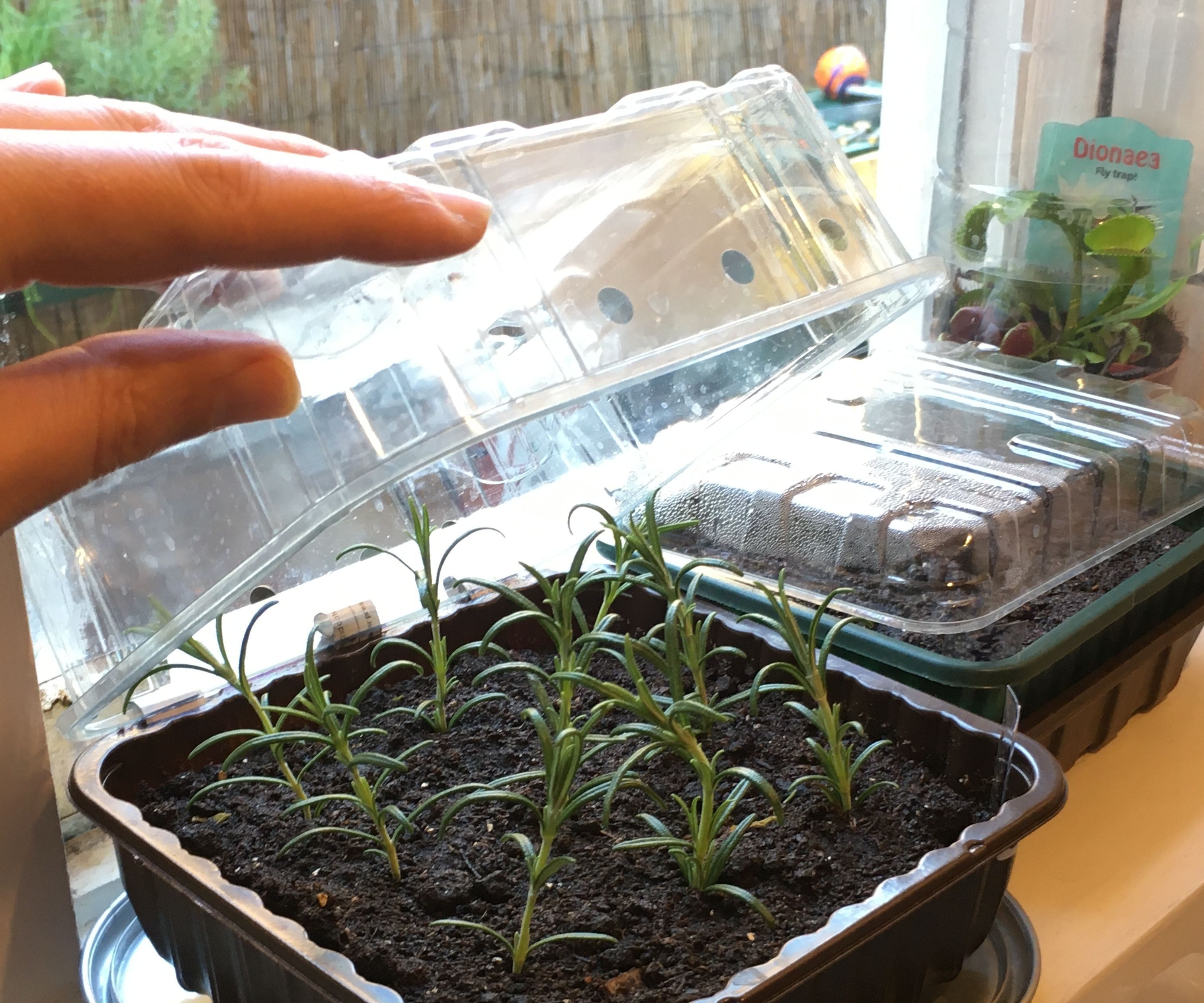 Indoor Seed Propagator - from Recycled Fruit & Veg Trays and Soda Cans