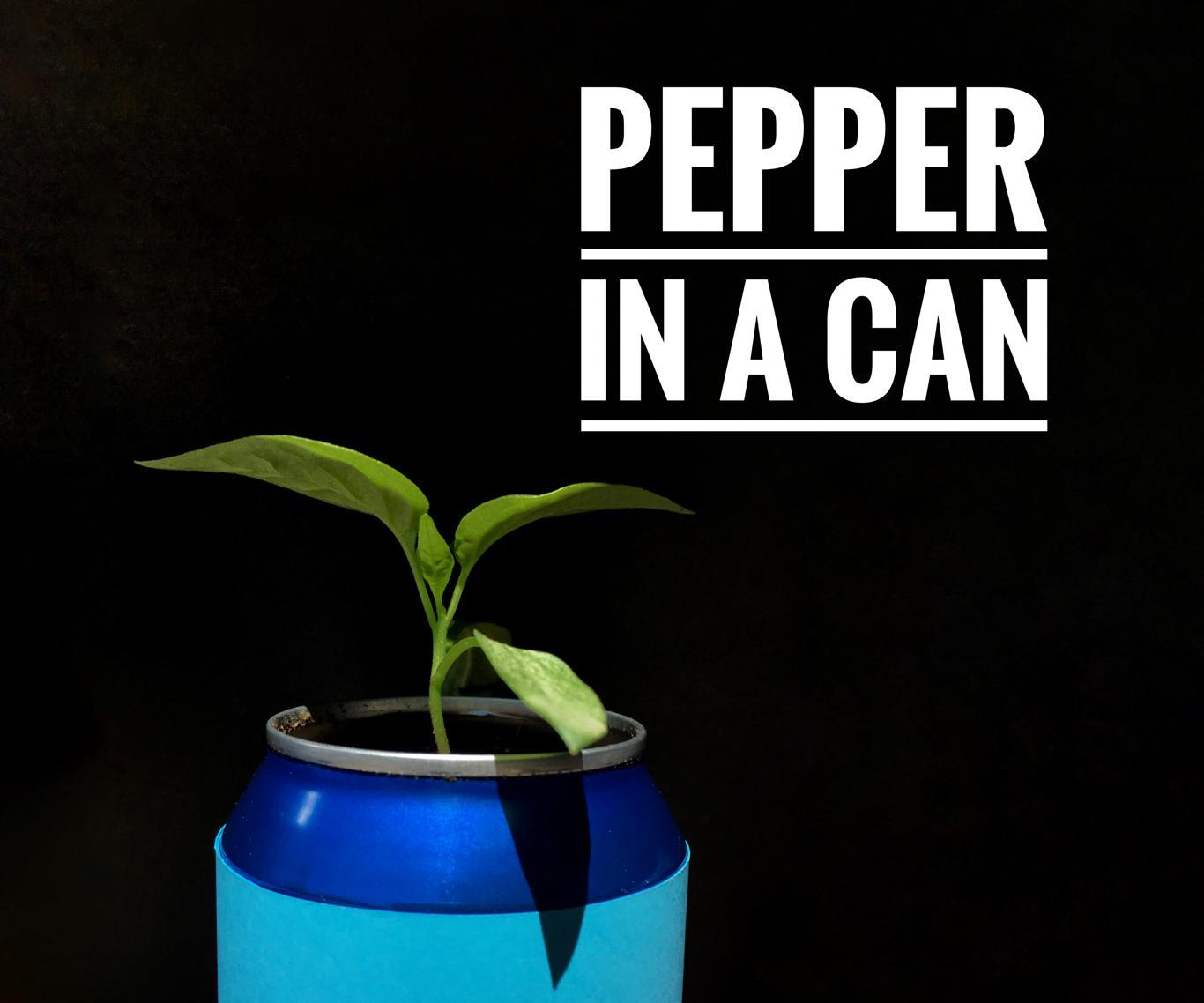 Upcycled Soda Can Planter -Pepper in a Can