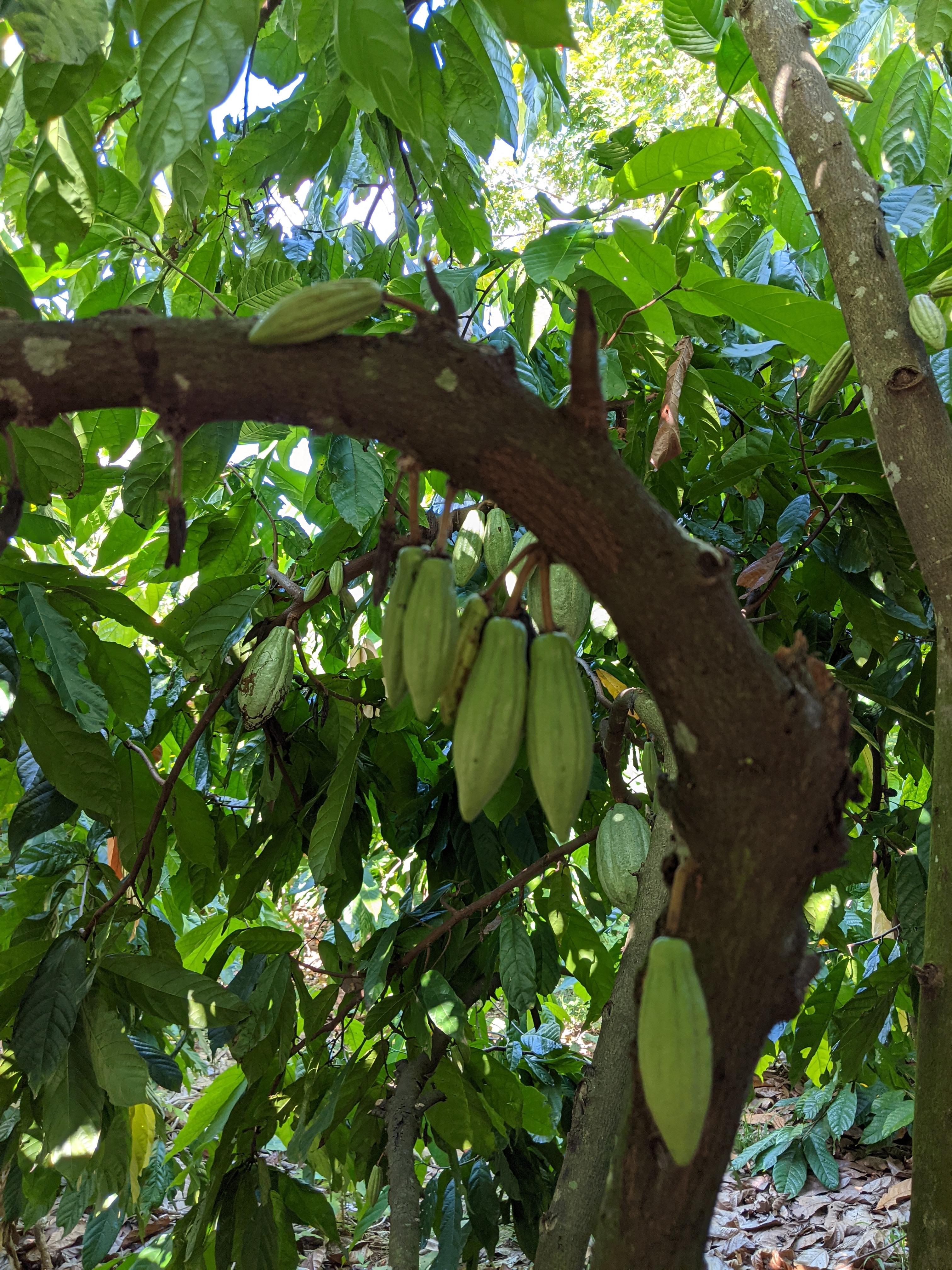 Where Does Chocolate Come From?