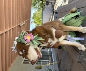 Hawaiian Hula Costume