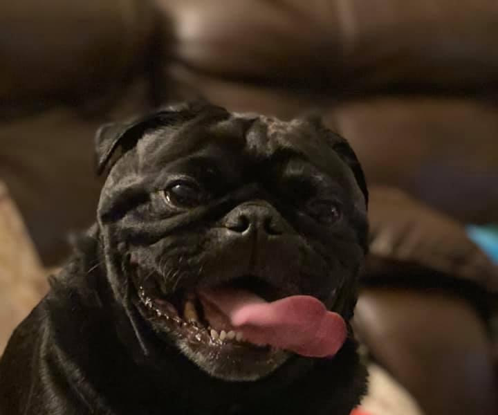 How to Groom Your Pug