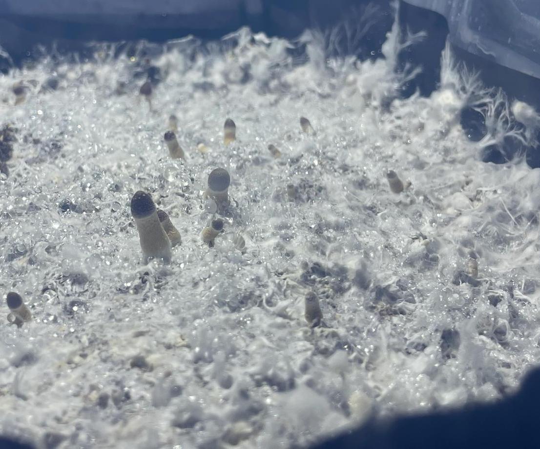 The Autotub - Fully Automated Cloud Connected Monotub for Mushroom Cultivation
