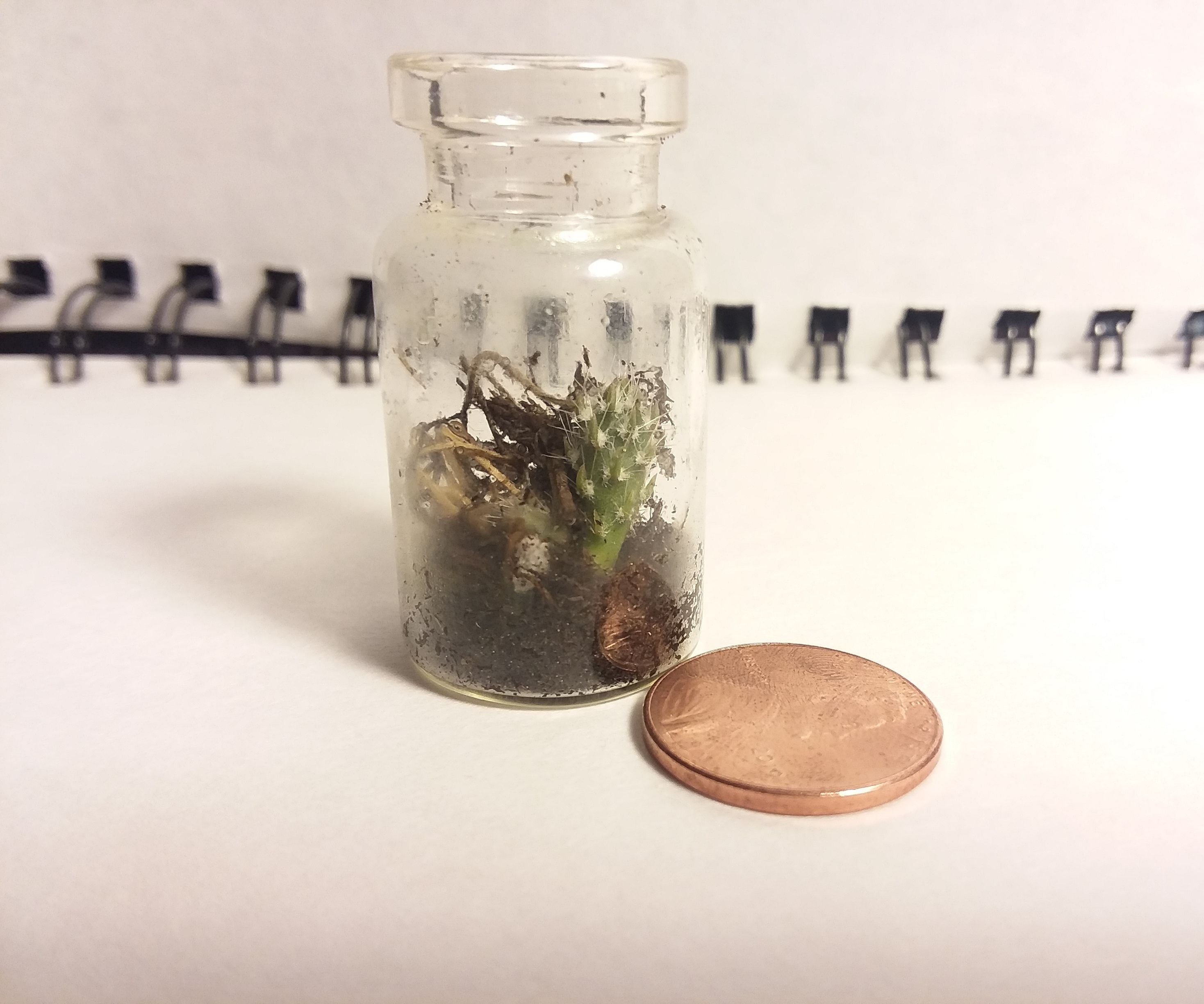 Tiny Cactus Terrarium!!!