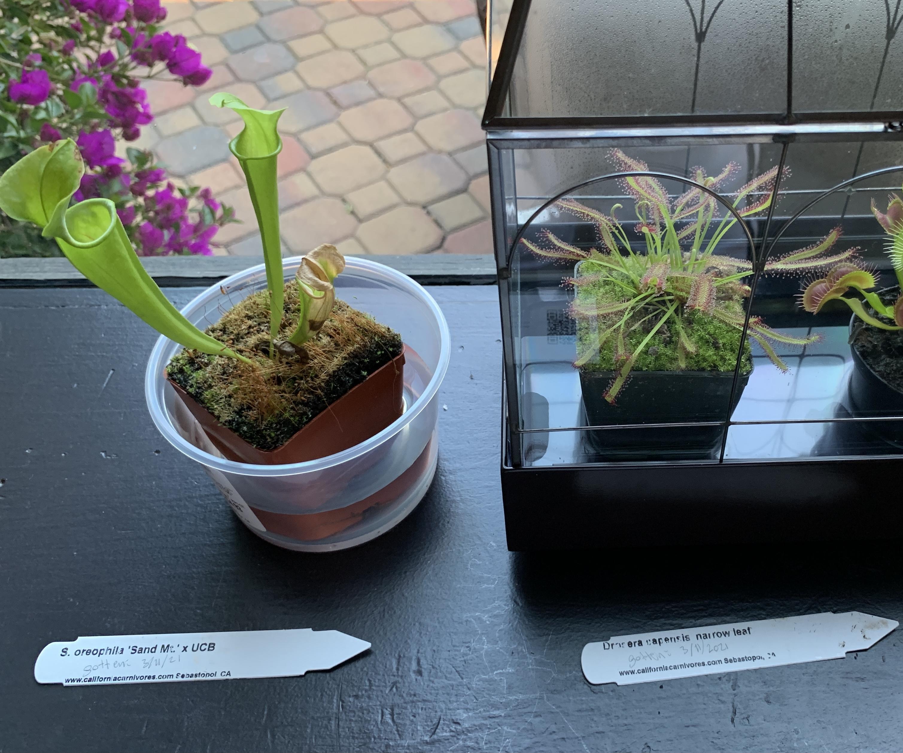 Carnivorous Plant Maintenance (so They Do Not Break)
