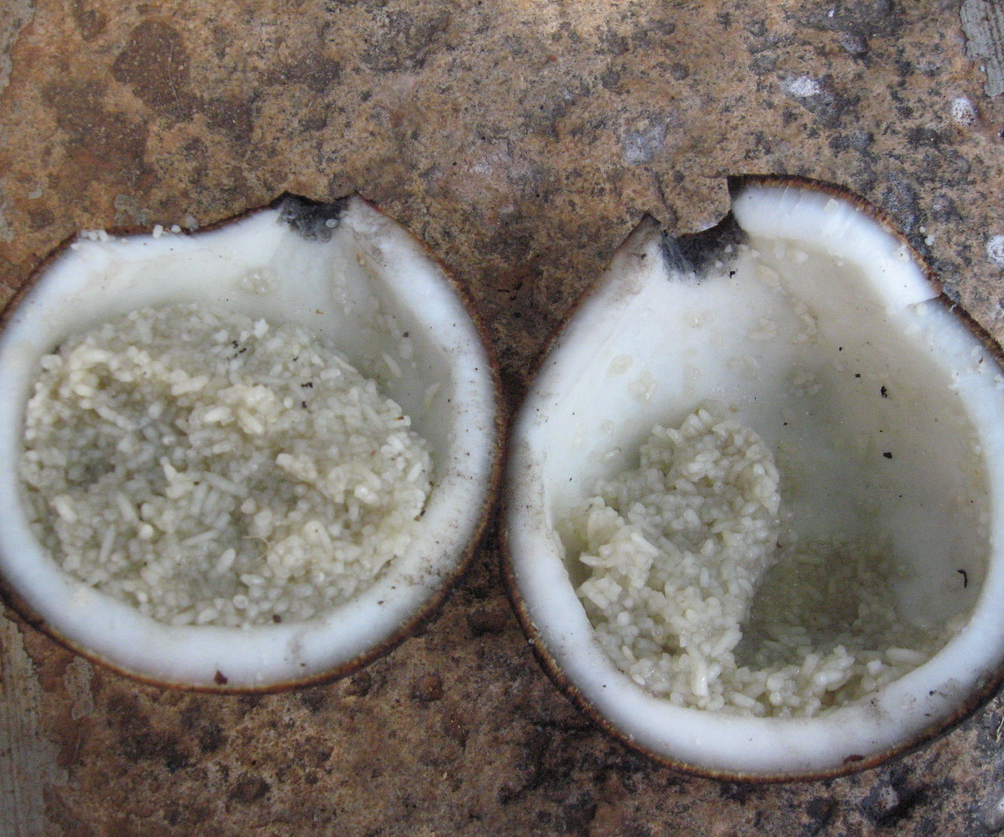 Outdoor Cooking : Cooking Rice Inside Coconut