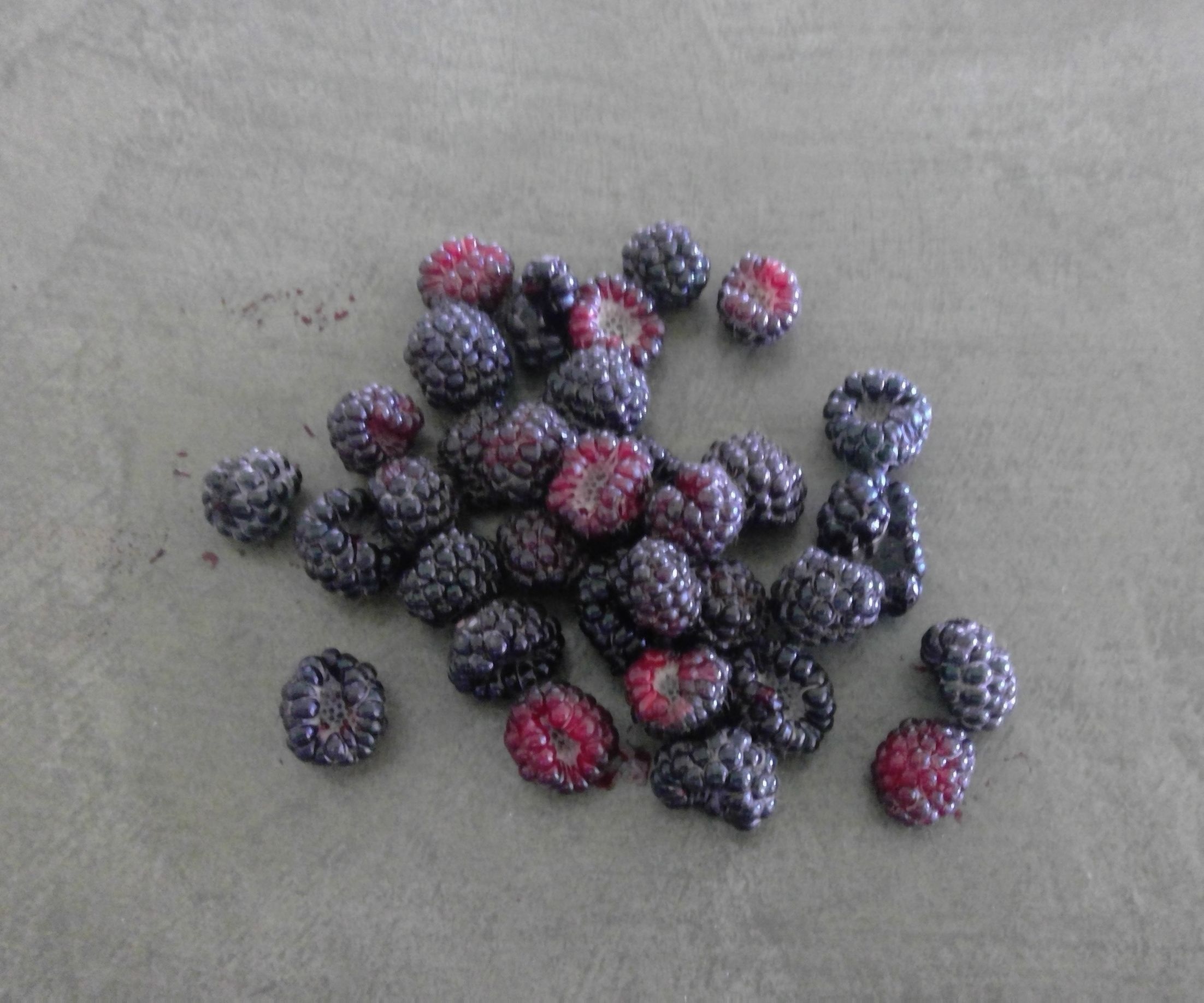 Berry Yogurt Blast Popsicles