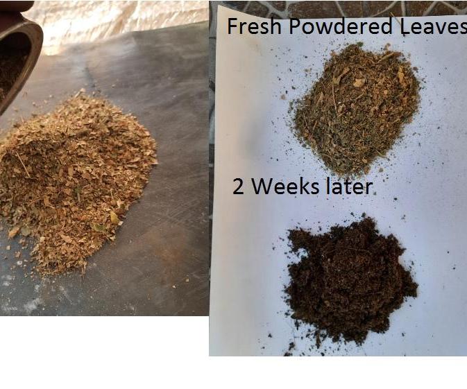 Dried Leaf Shredder From Scrap Cocoa Wafer Tin